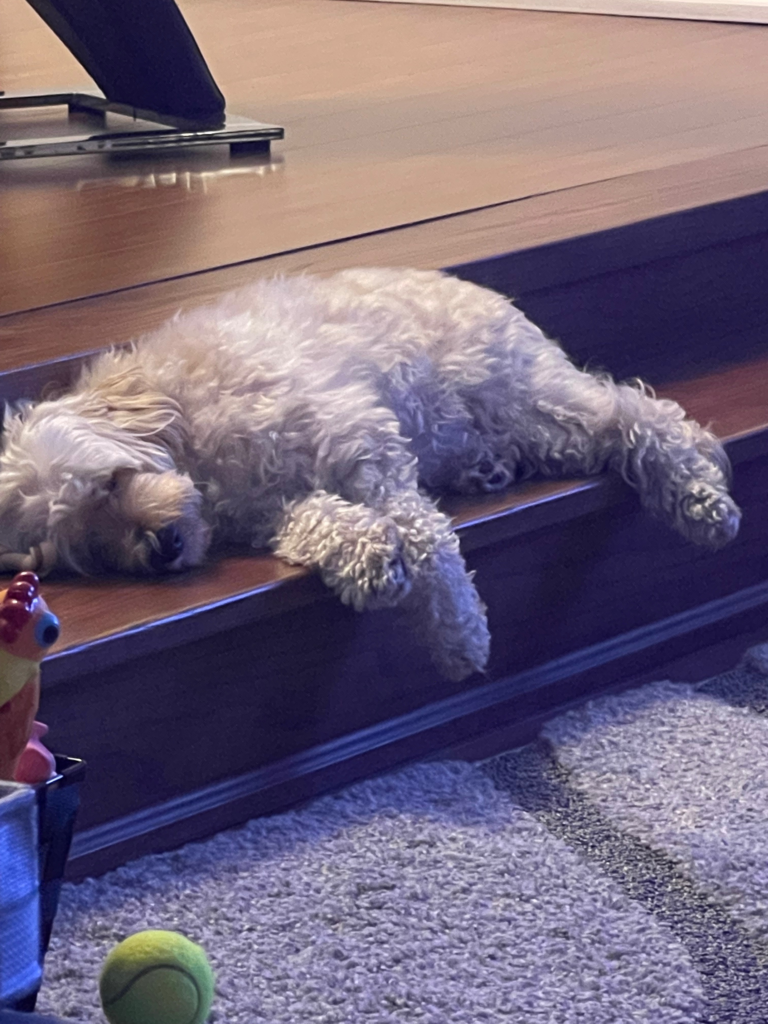 Donate to help for my dogs life saving surgery campaign photo, 5 of 8