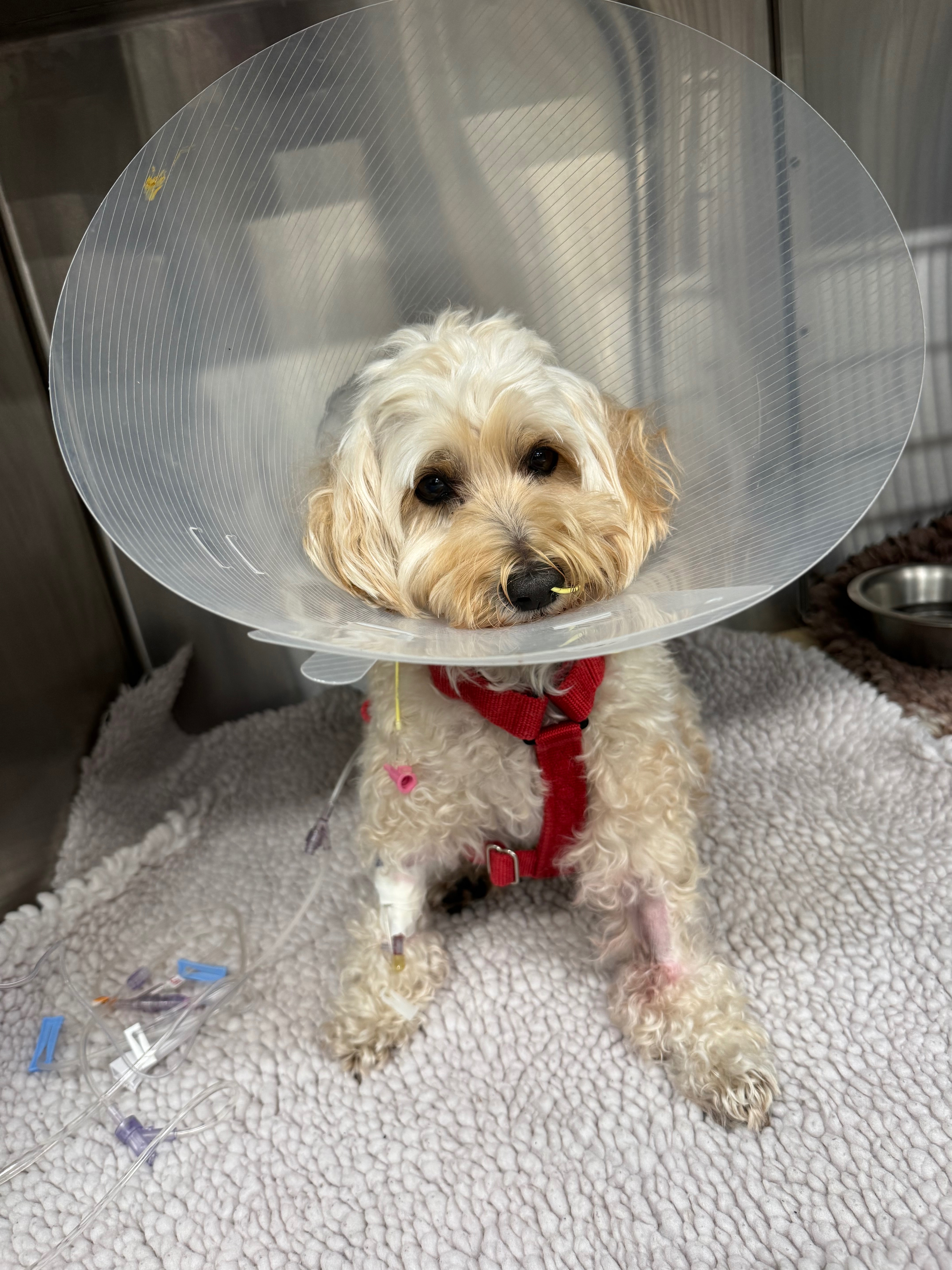 Donate to help for my dogs life saving surgery campaign photo, 6 of 8