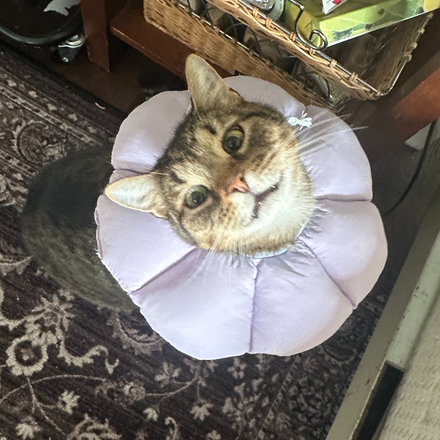 Help Abbey & Caison Fund Bruno's Recovery! campaign photo, 5 of 6