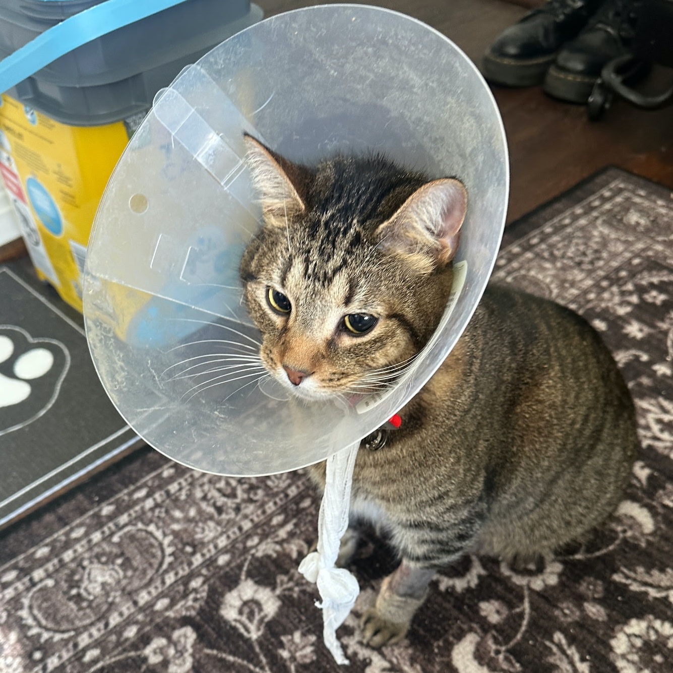 Help Abbey & Caison Fund Bruno's Recovery! campaign photo, 2 of 6