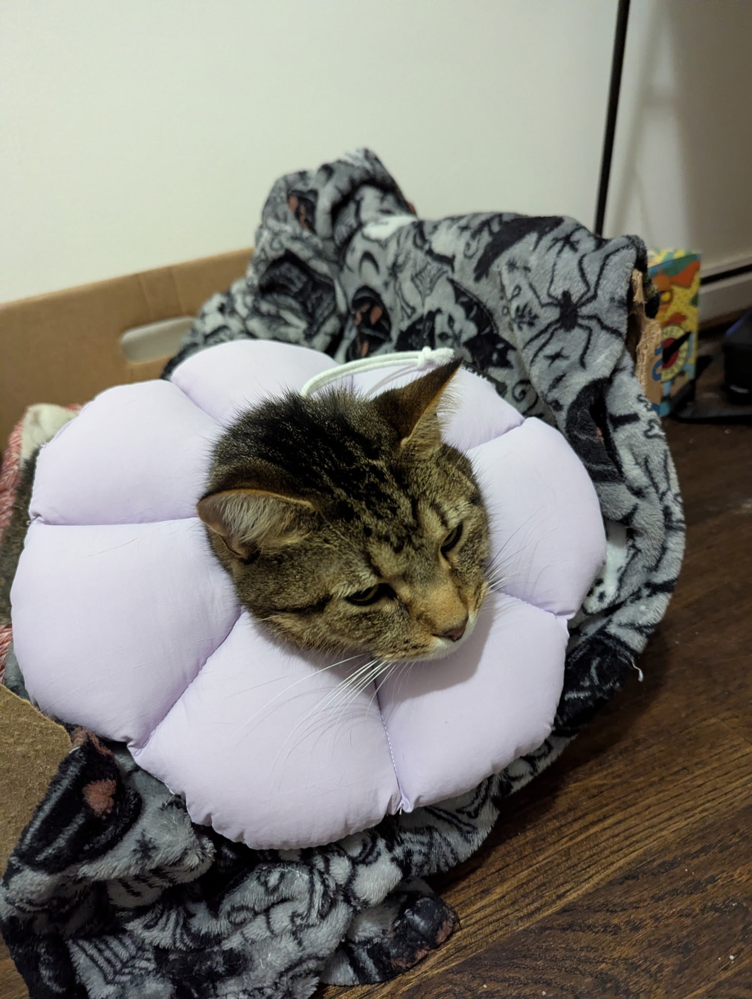 Help Abbey & Caison Fund Bruno's Recovery! campaign photo, 4 of 6