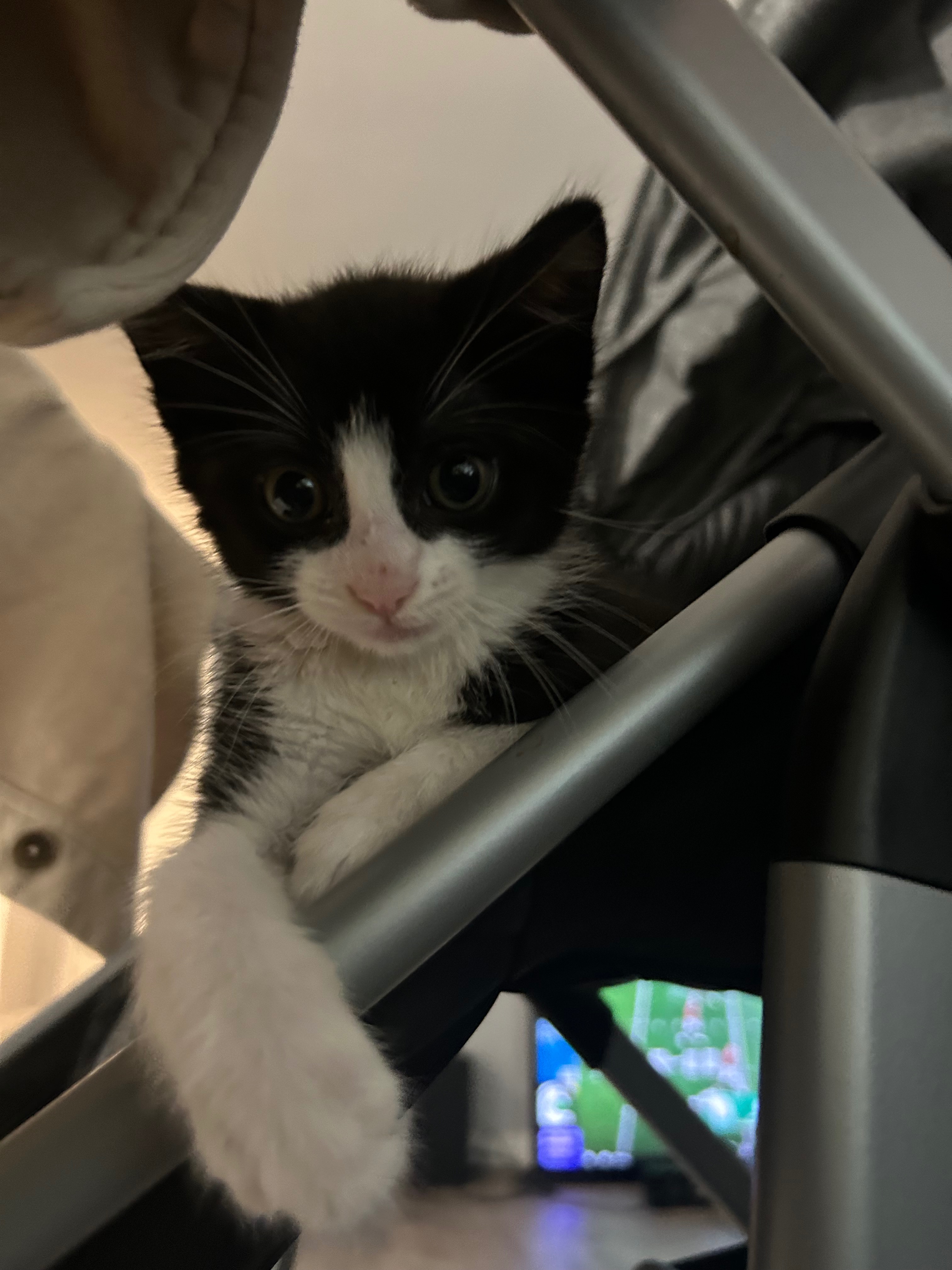 Immediate Surgery Needed for Kitten campaign photo, 2 of 8
