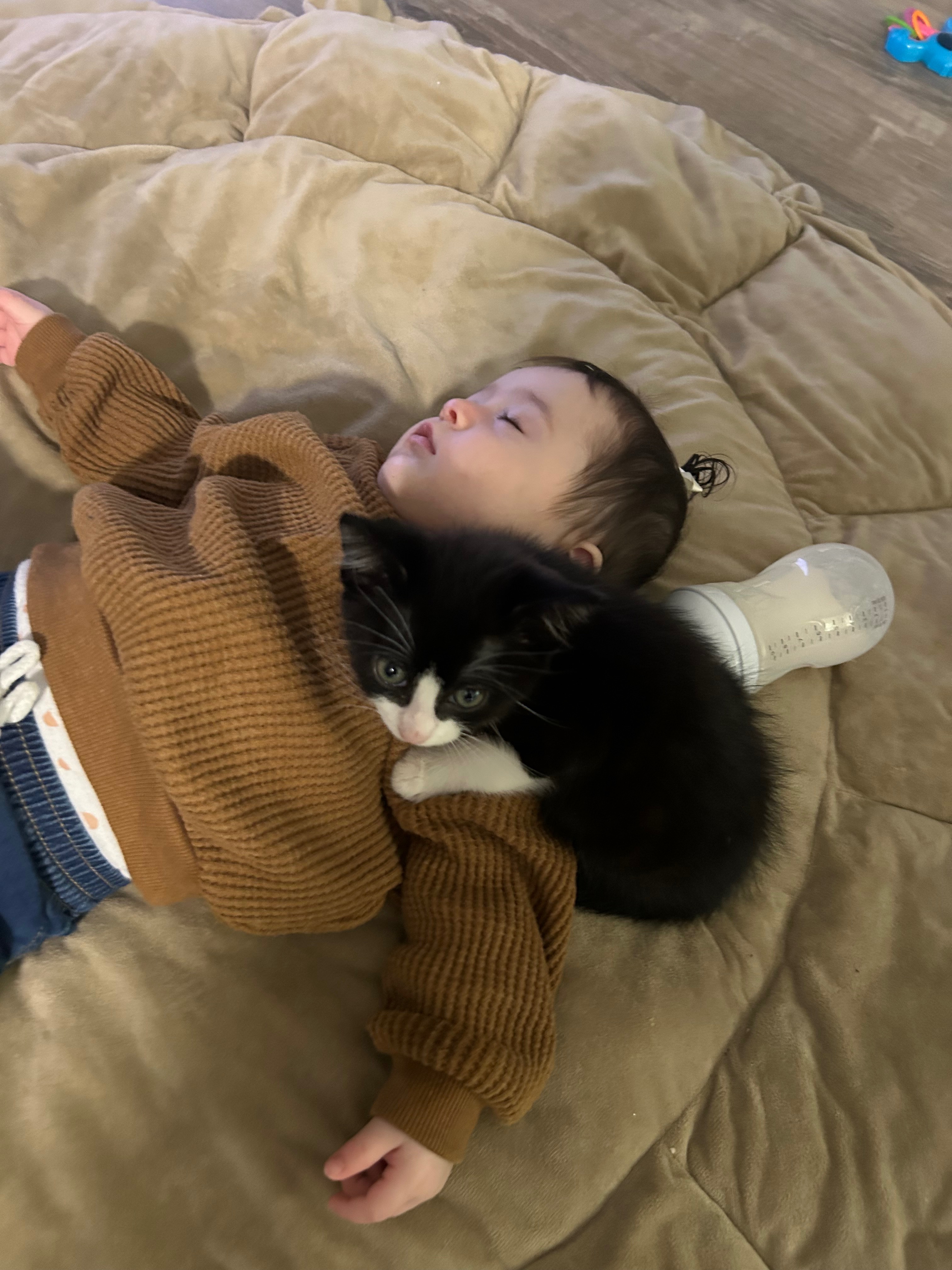 Immediate Surgery Needed for Kitten campaign photo, 4 of 8