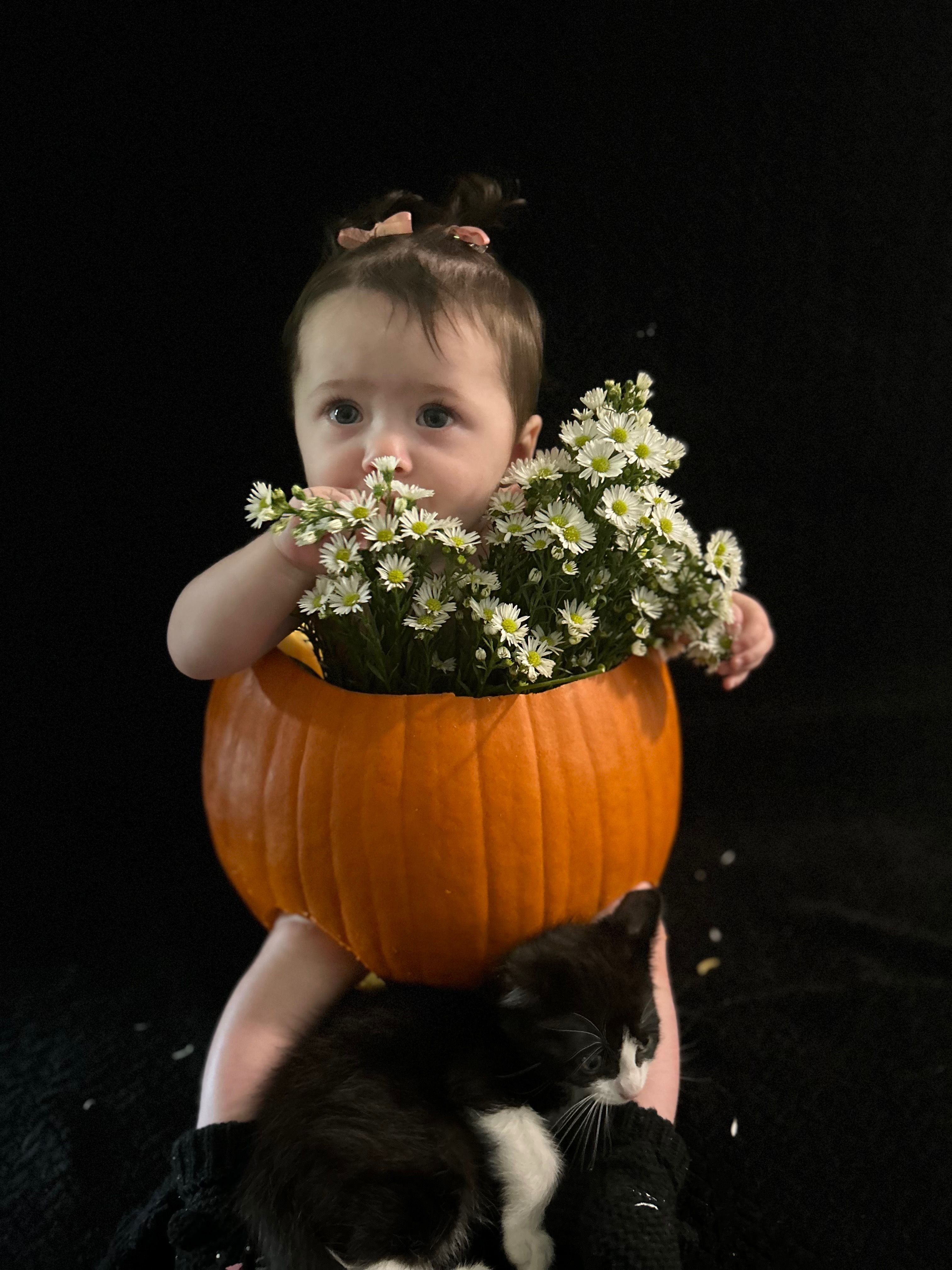 Immediate Surgery Needed for Kitten campaign photo, 5 of 8