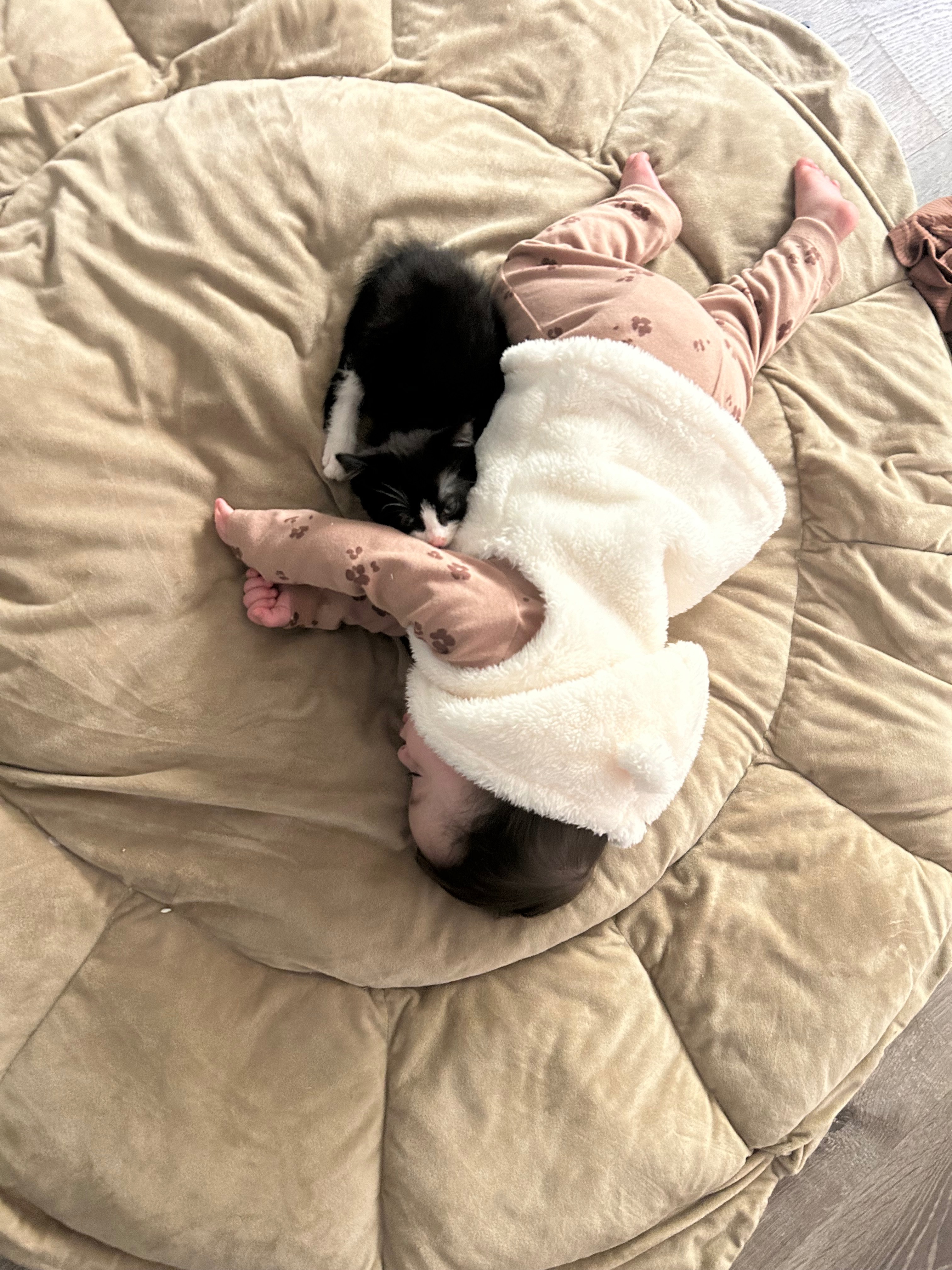 Immediate Surgery Needed for Kitten campaign photo, 6 of 8