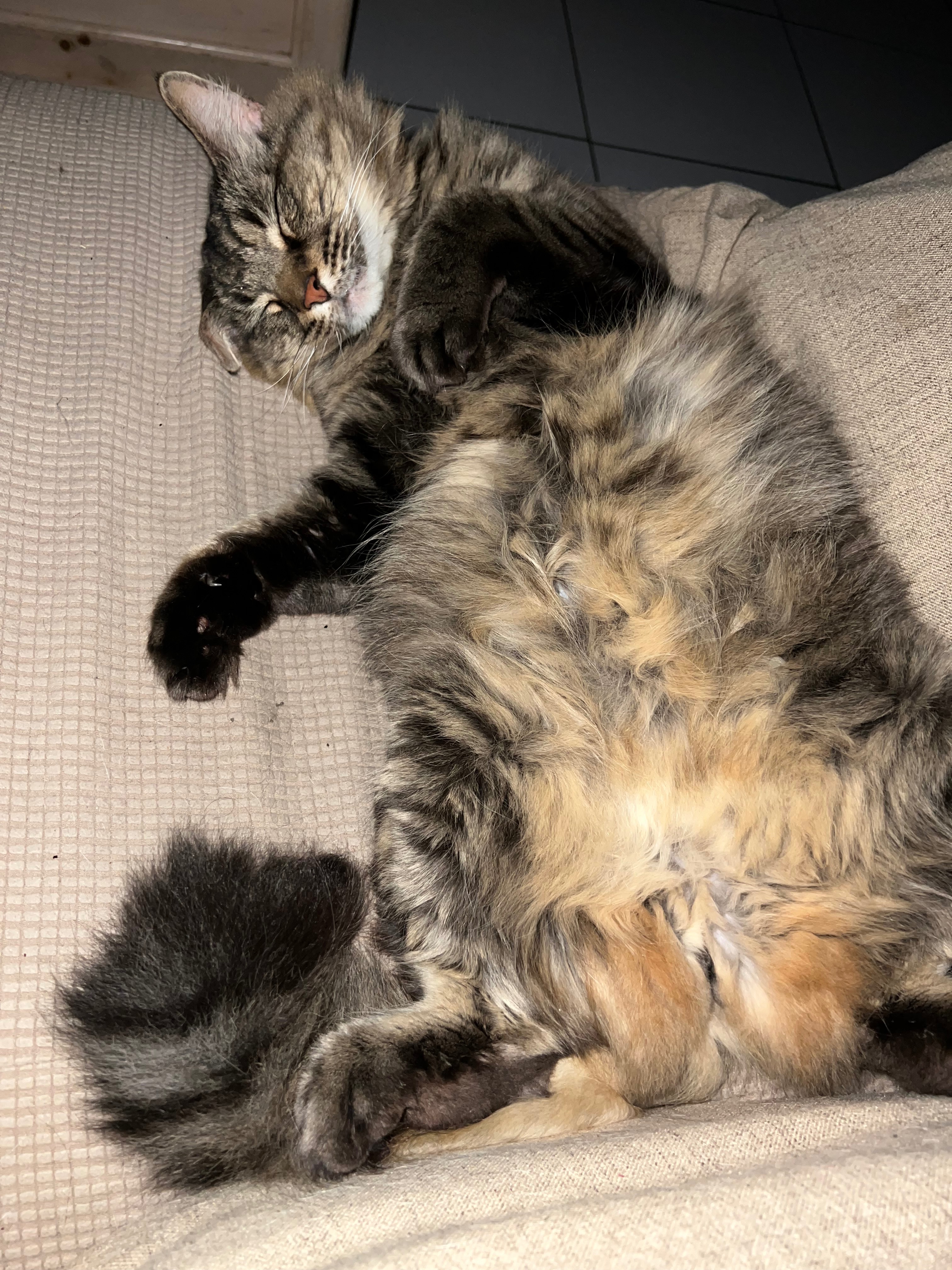 Support Klaus' Life-Saving Surgery campaign photo, 2 of 8
