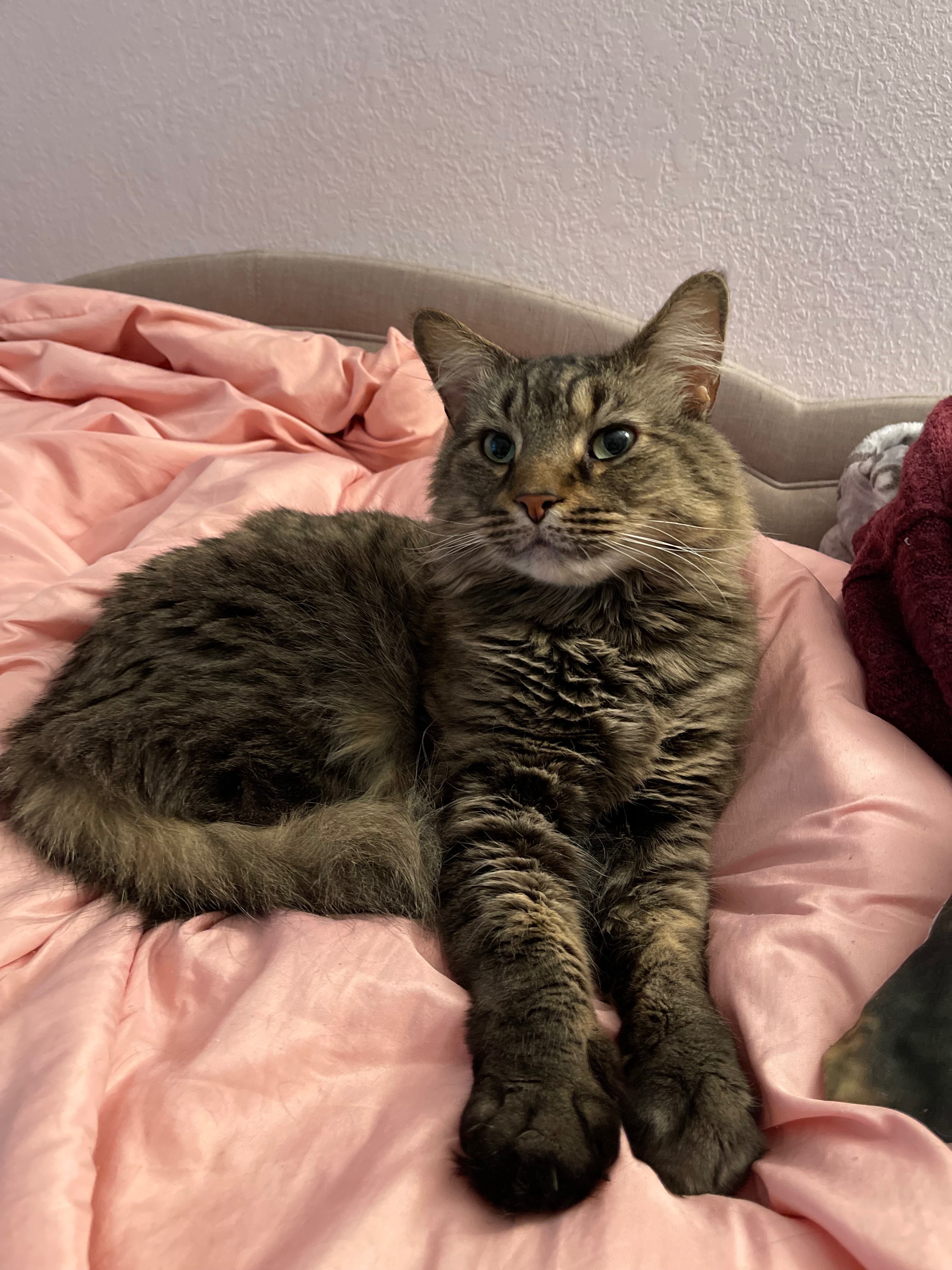 Support Klaus' Life-Saving Surgery campaign photo, 5 of 8