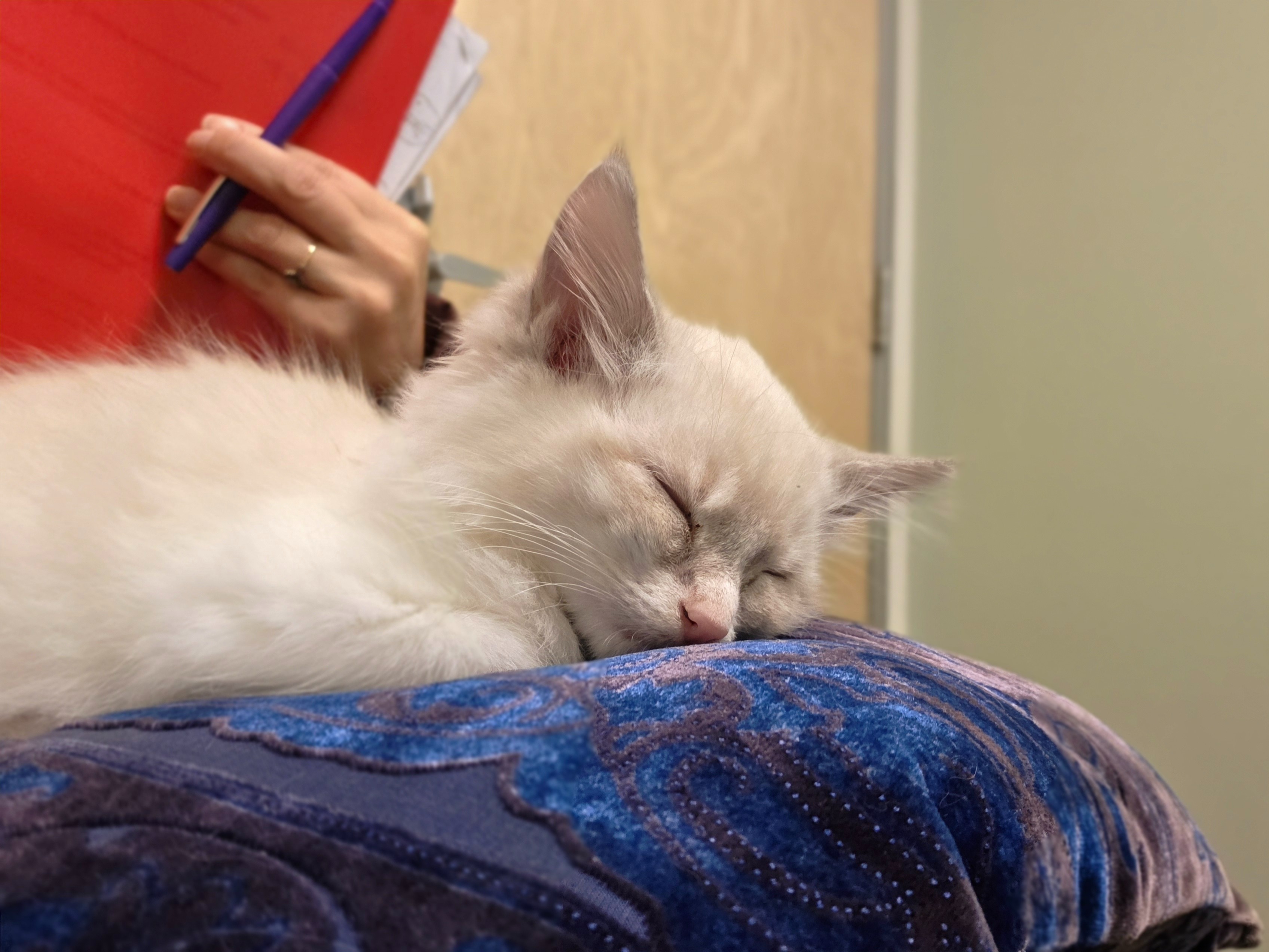 Help Our Kitty Fight Distemper campaign photo, 4 of 5