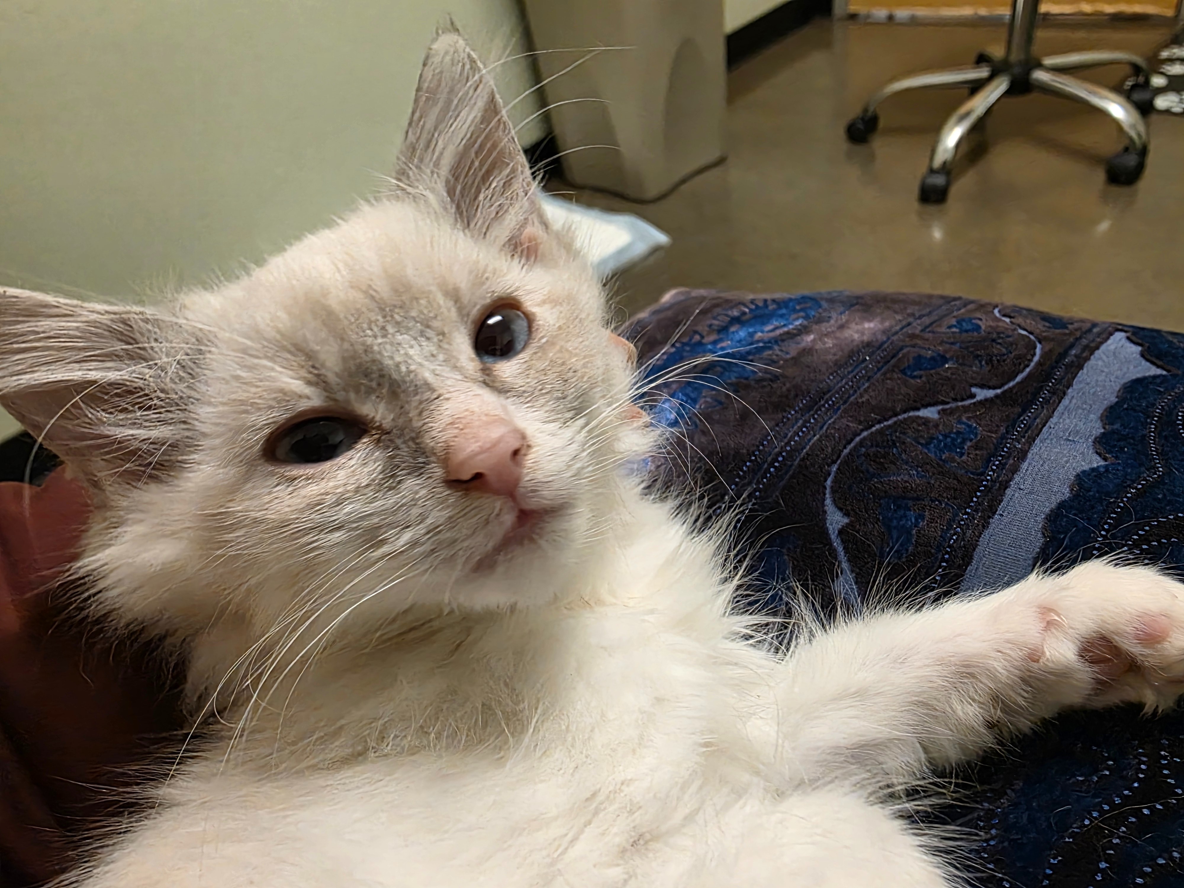 Help Our Kitty Fight Distemper campaign photo, 2 of 5