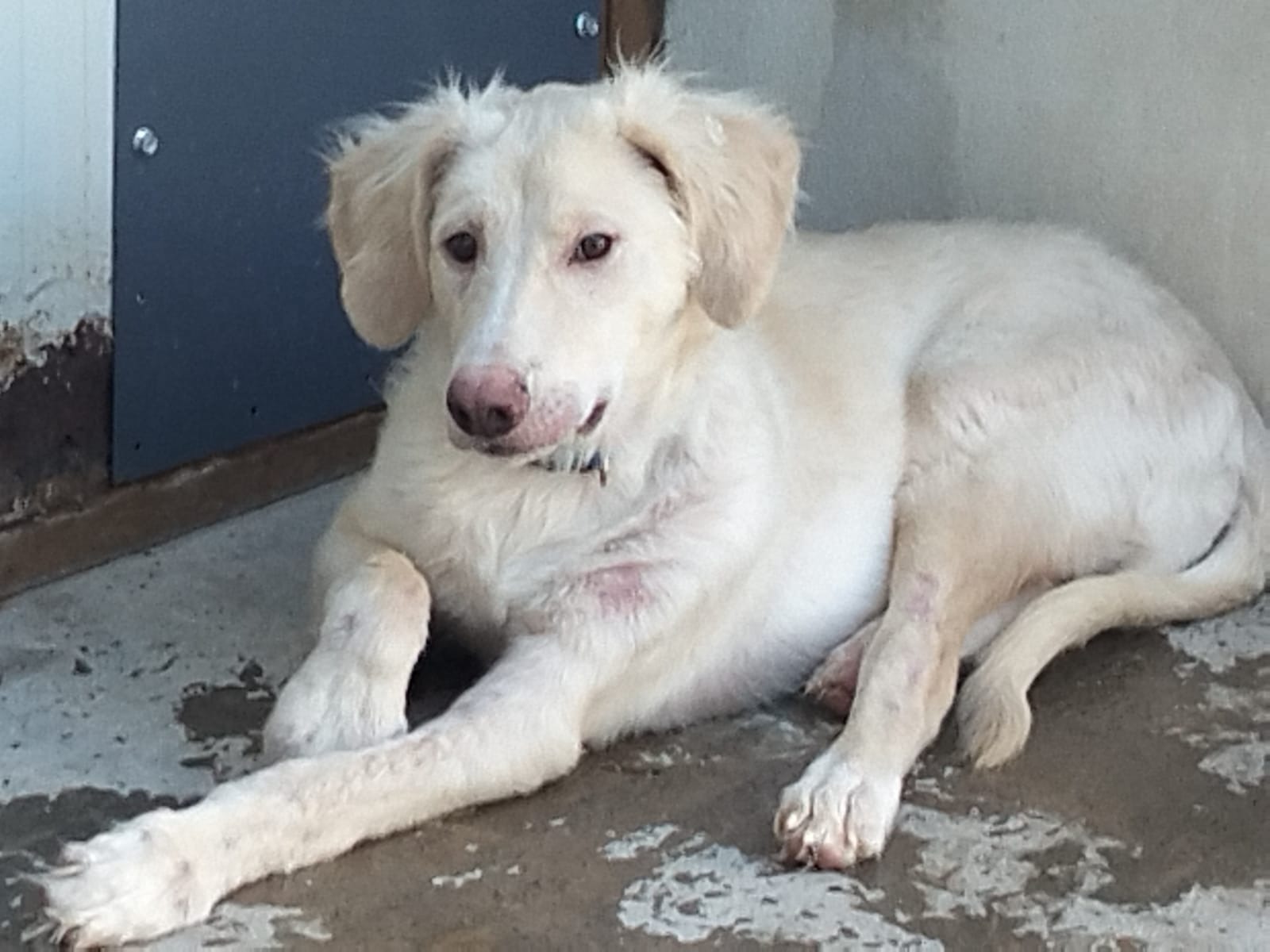 Salviamo Francesco che rischia l'amputazione della zampa campaign photo, 6 of 7