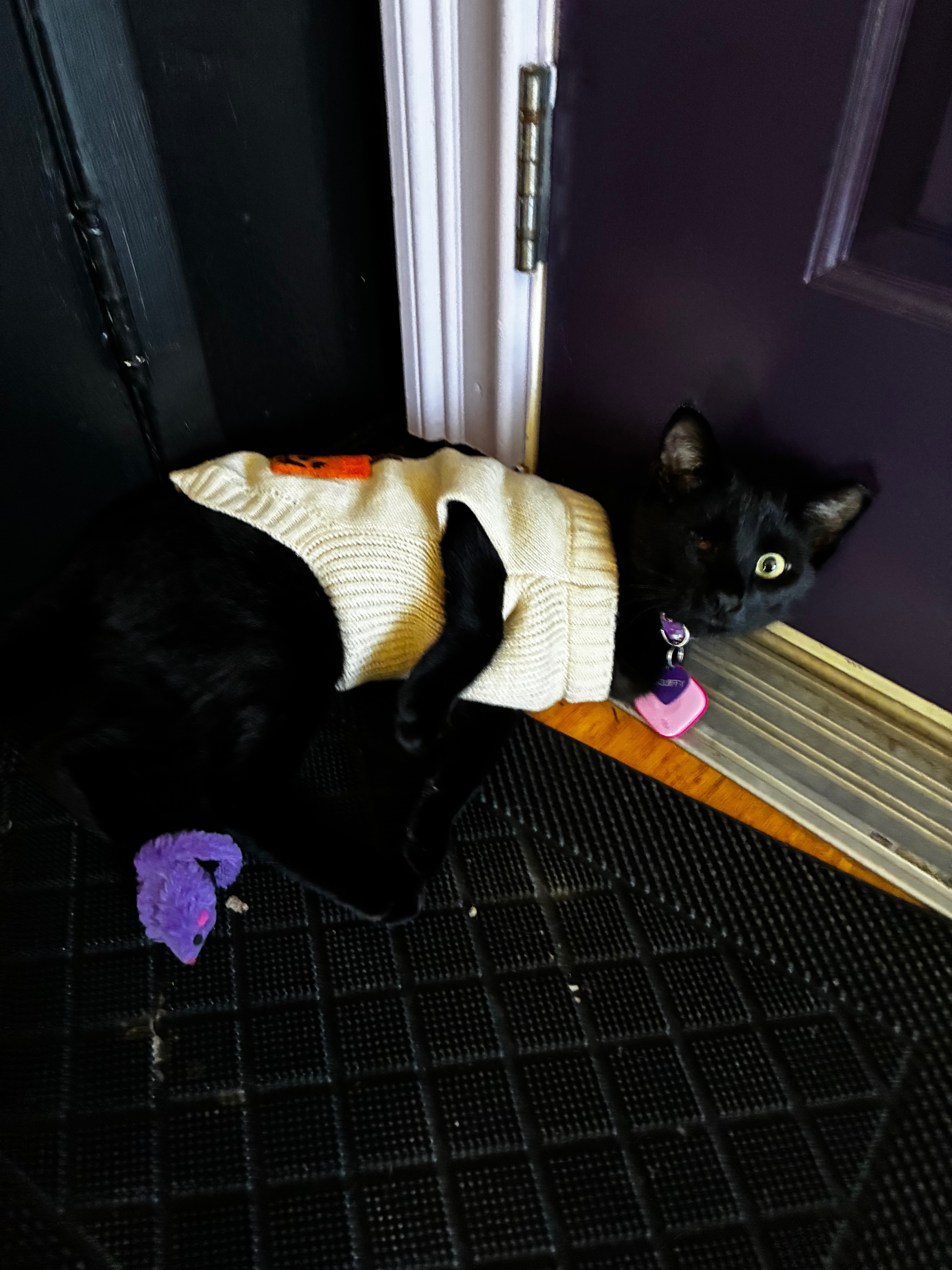 Help Squiffy Get the Surgery He Needs campaign photo, 4 of 5