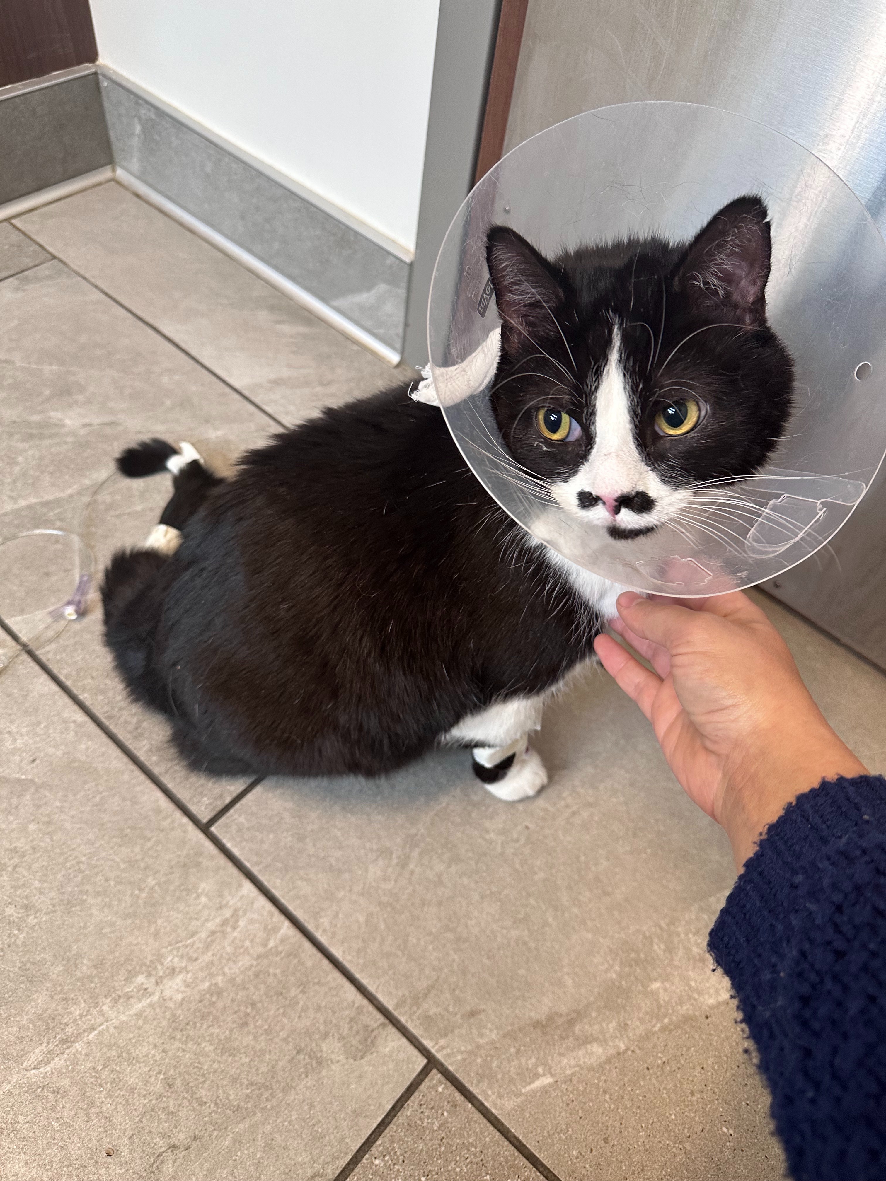Bandit's in the ICU - Please support campaign photo, 7 of 8