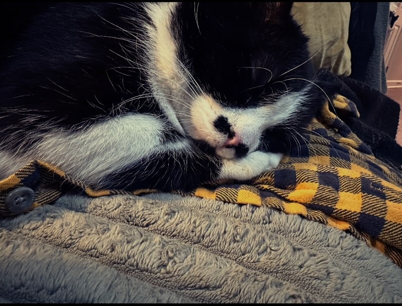 Bandit's in the ICU - Please support campaign photo, 4 of 8
