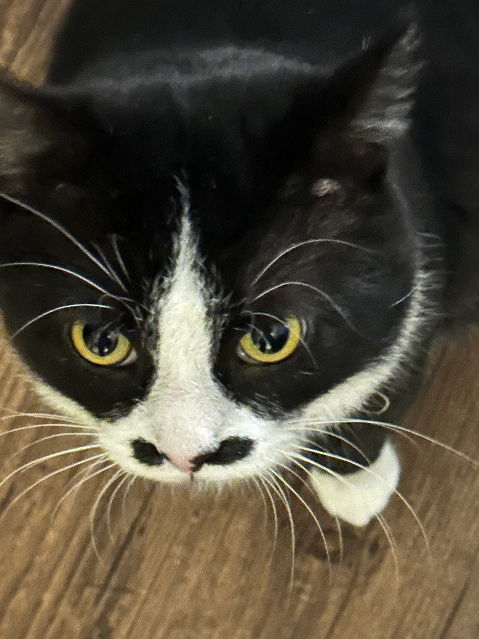 Bandit's in the ICU - Please support campaign photo, 6 of 8