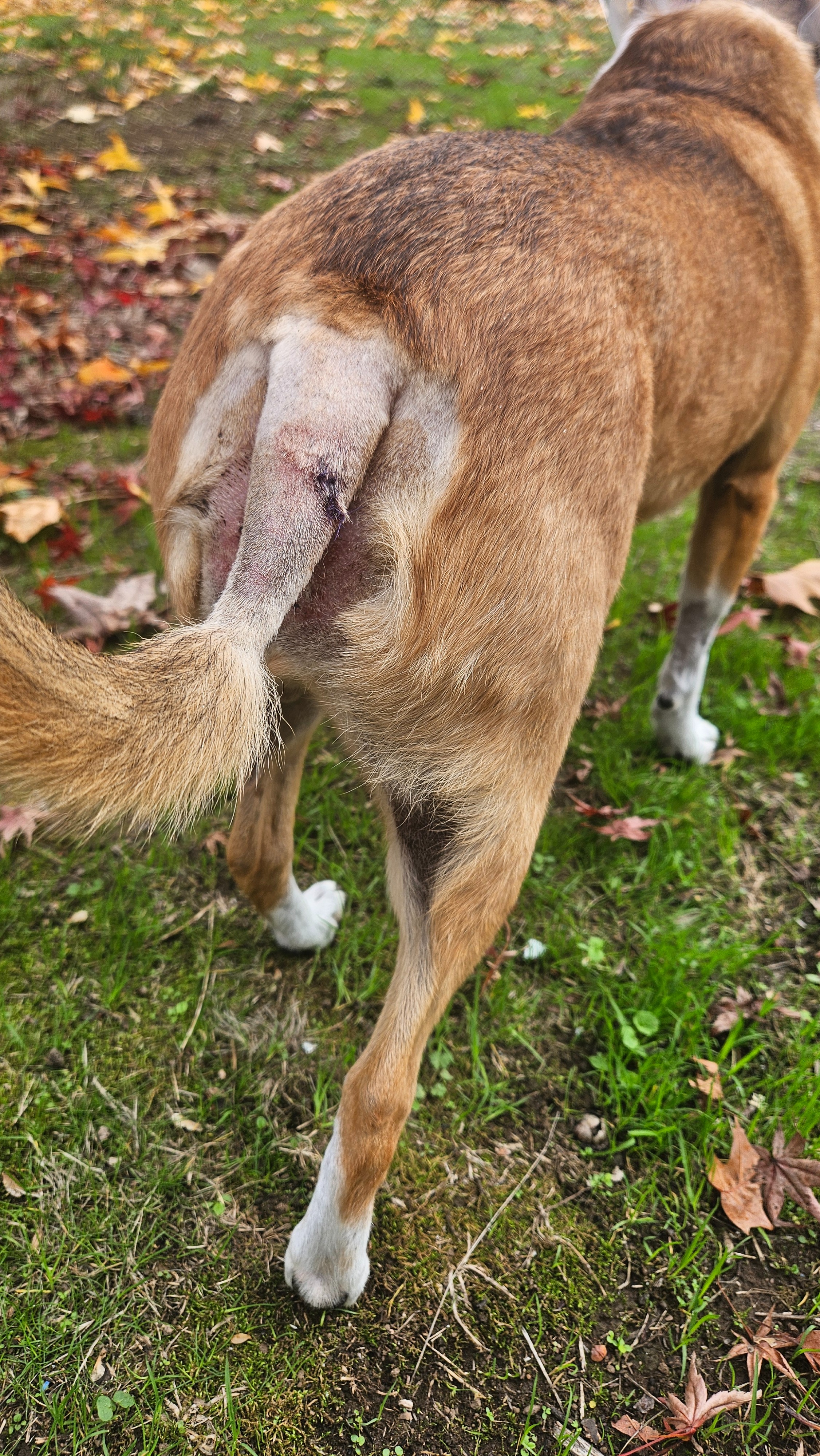 Support Taffy's Vet Bills After Attack campaign photo, 5 of 6