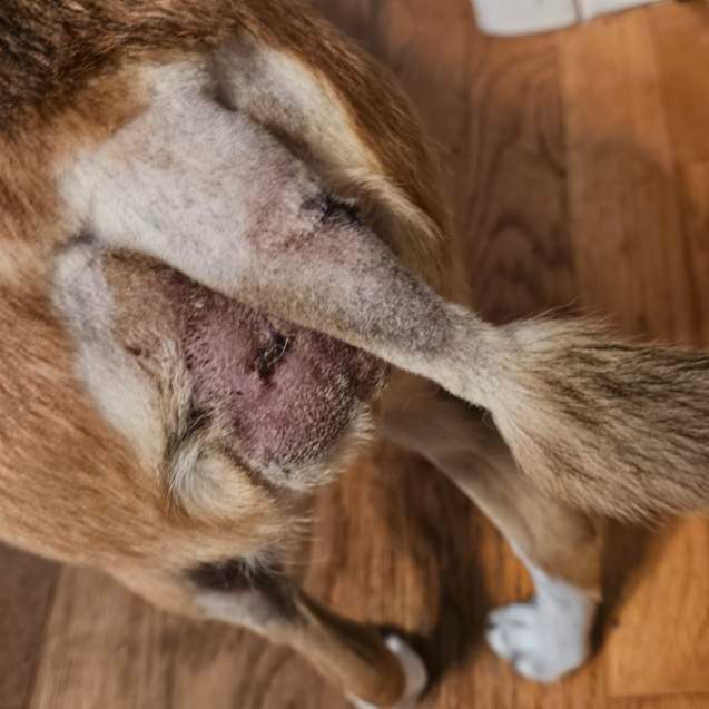 Support Taffy's Vet Bills After Attack campaign photo, 2 of 6