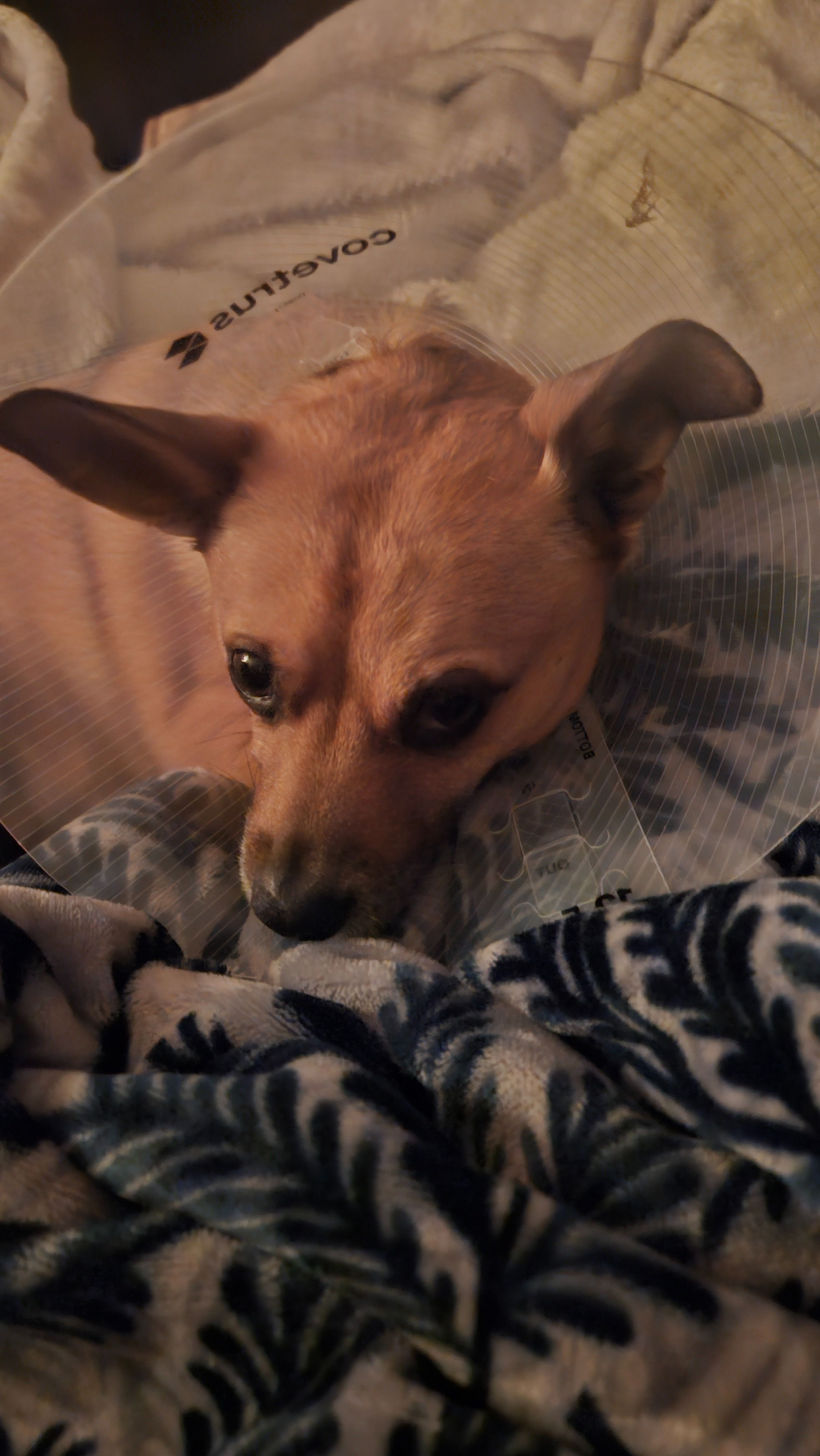 Support Taffy's Vet Bills After Attack campaign photo, 4 of 6