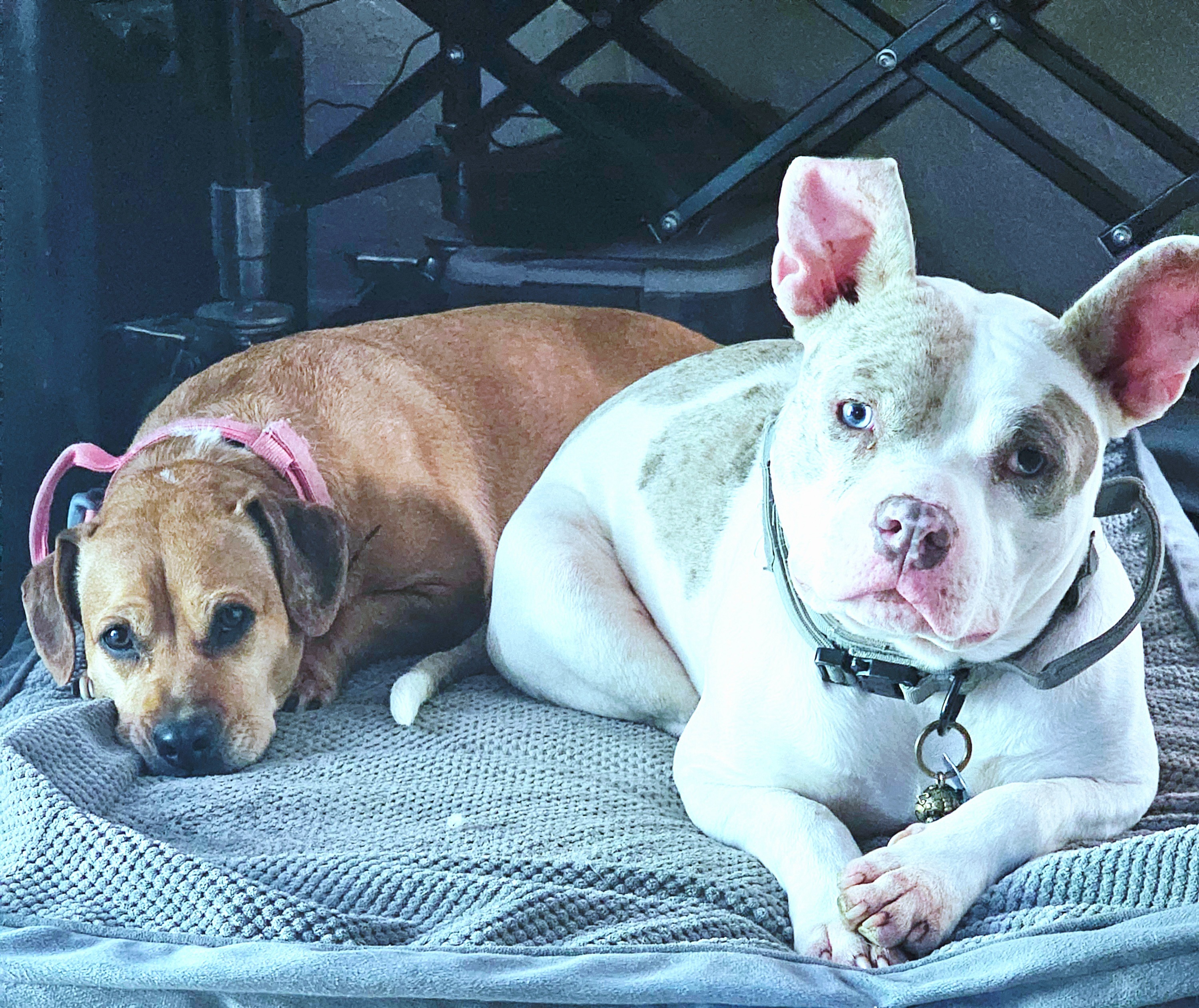 Support Hazel-nutts' Urgent Bladder Surgery campaign photo, 2 of 4