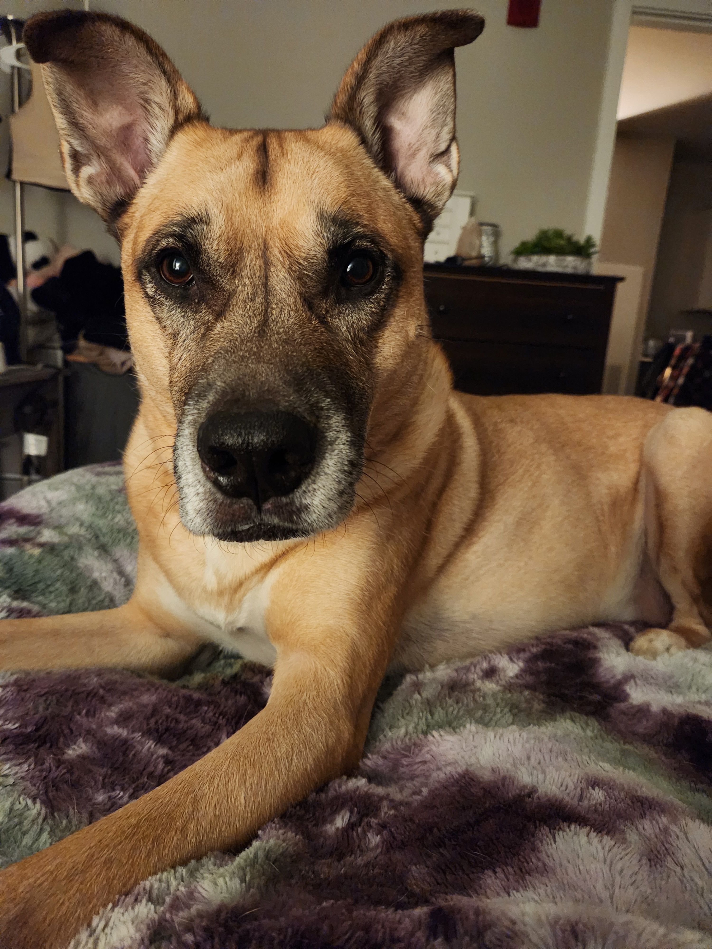 Helping Quinn: EBT loss, Vet bills, Rent increase campaign photo, 2 of 4