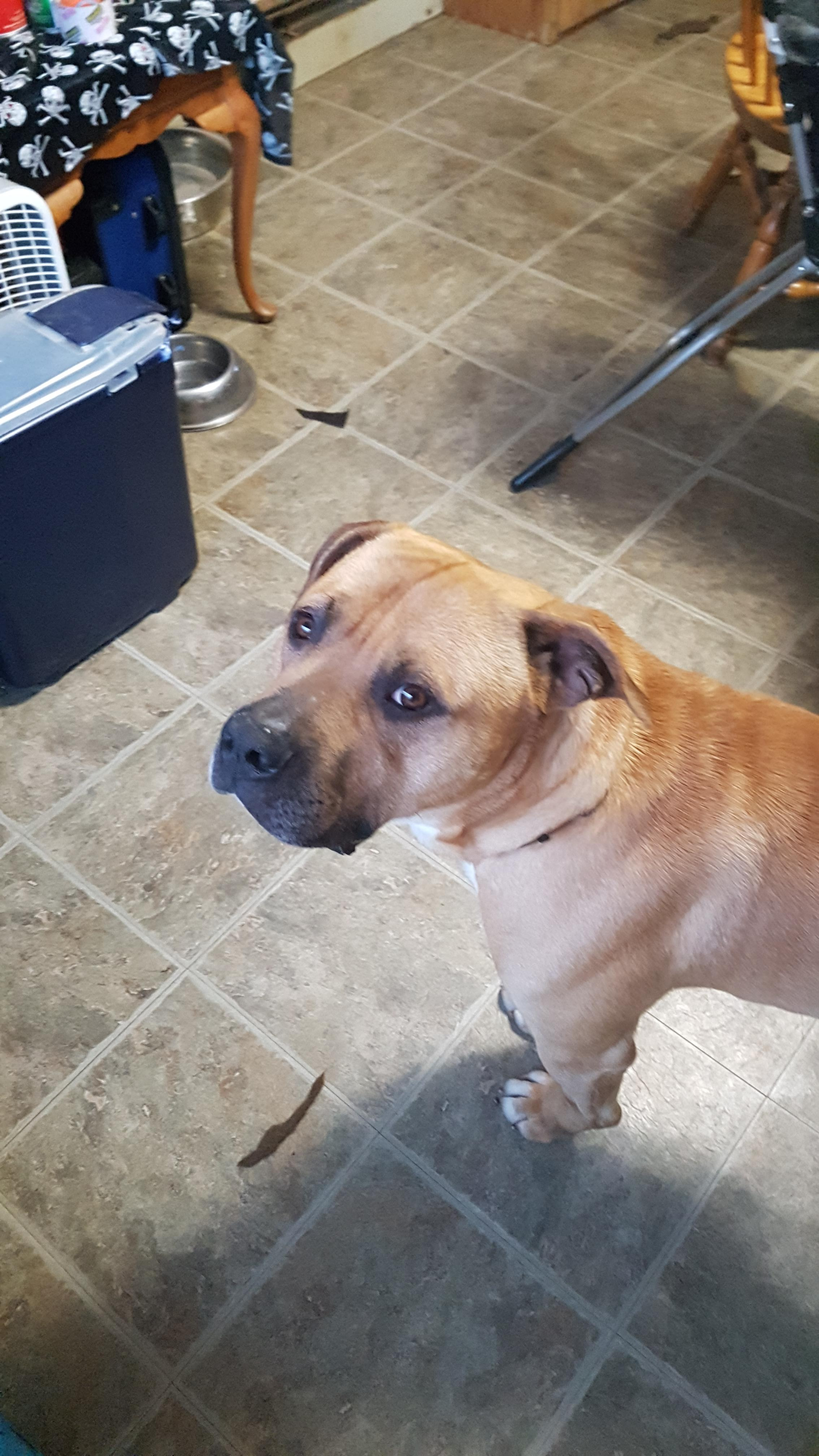Give Jude a Pain-Free Life: Donate for Surgery campaign photo, 4 of 6