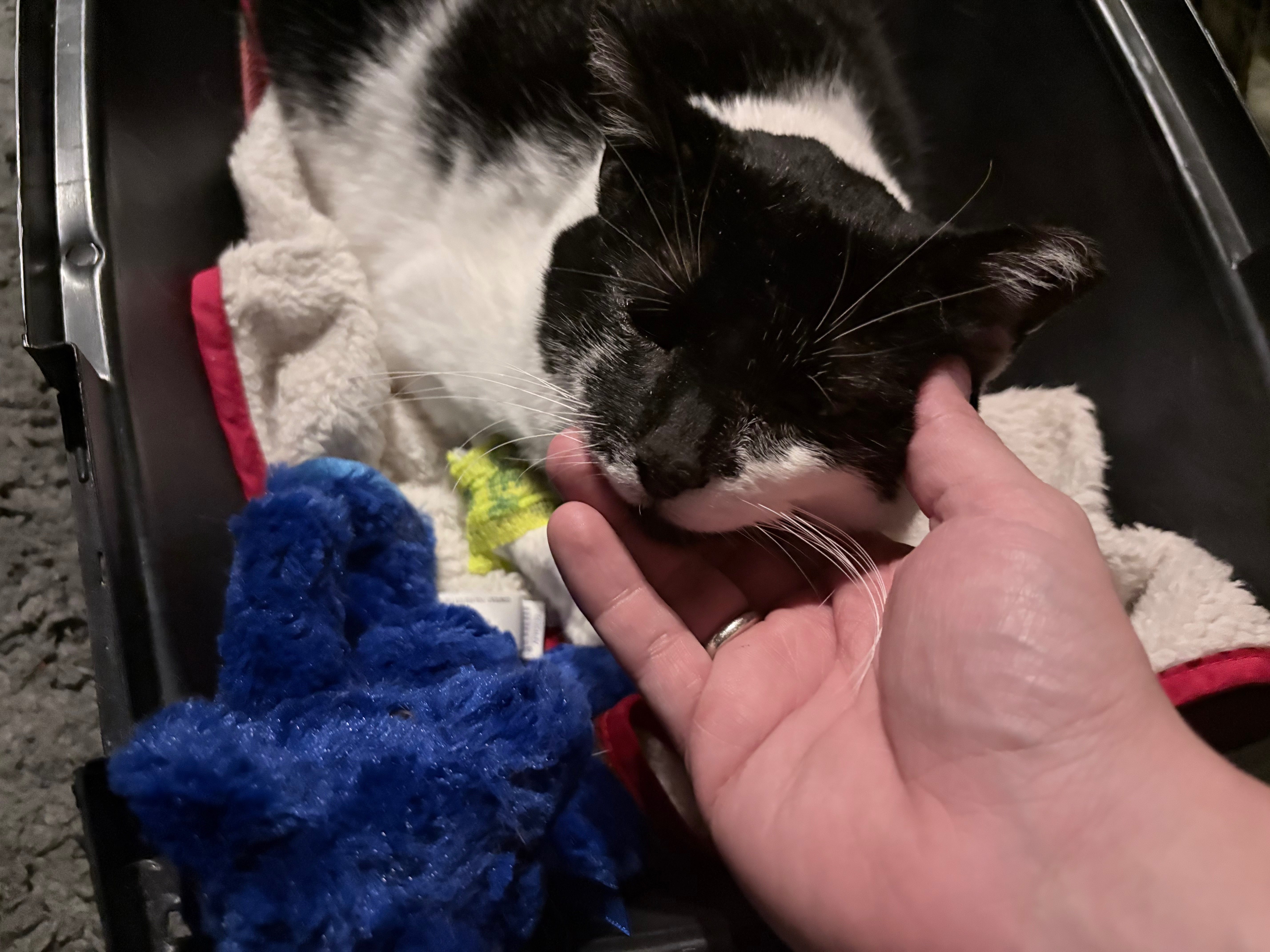 Donate to Cover Costanza's Surgery Expenses campaign photo, 4 of 5
