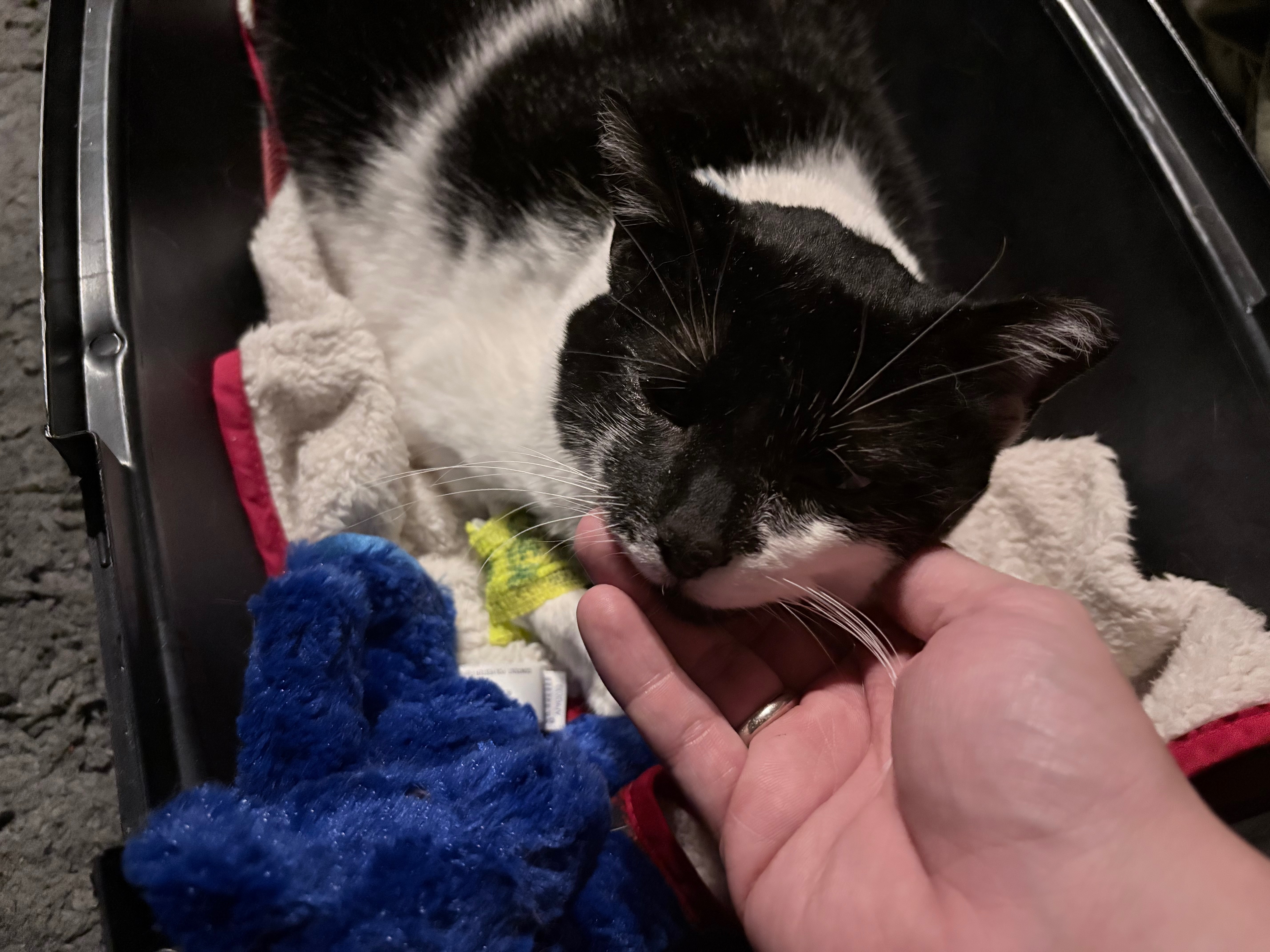 Donate to Cover Costanza's Surgery Expenses campaign photo, 2 of 5