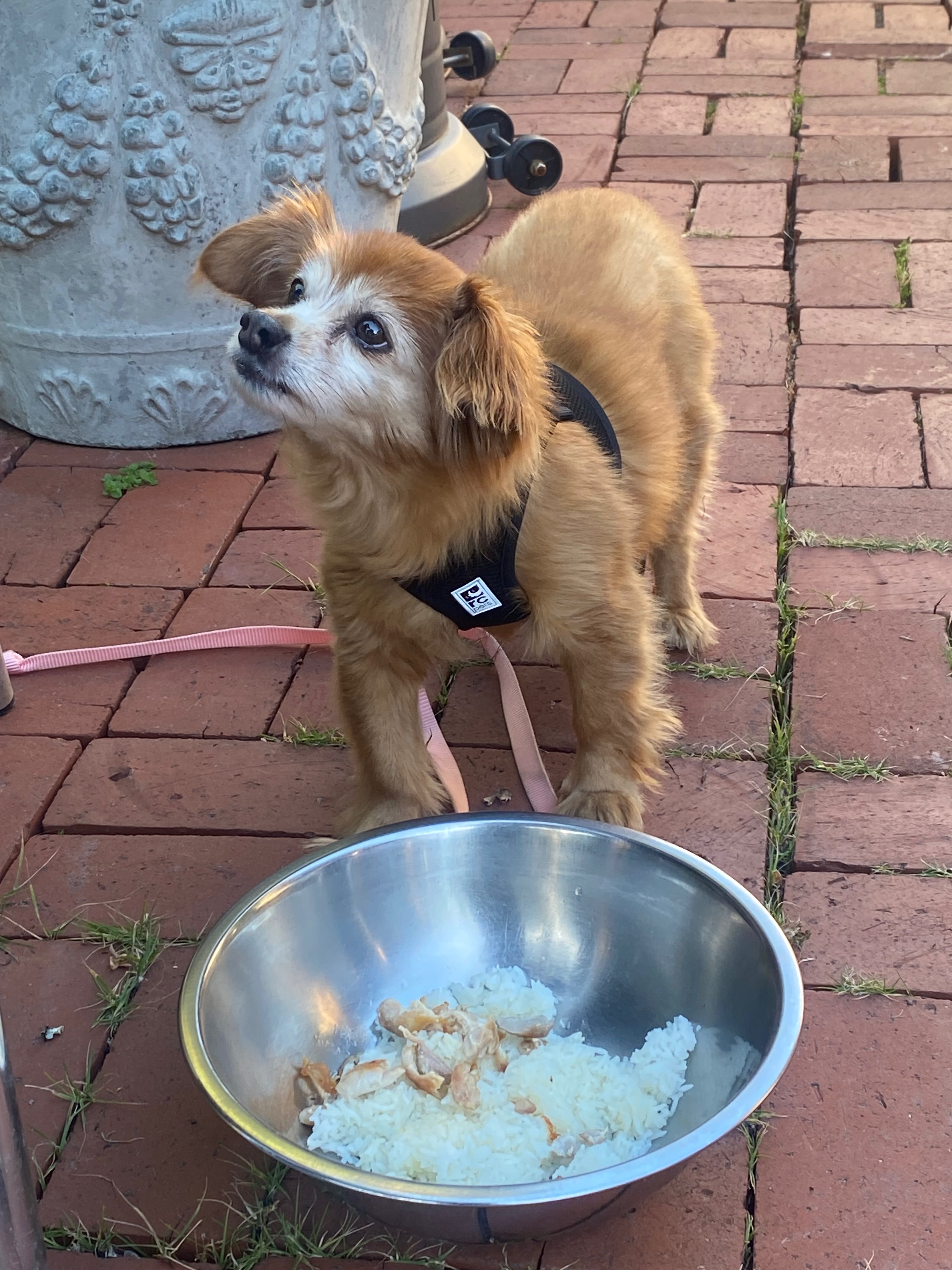 Save Lola: Urgent Surgery Needed campaign photo, 7 of 8