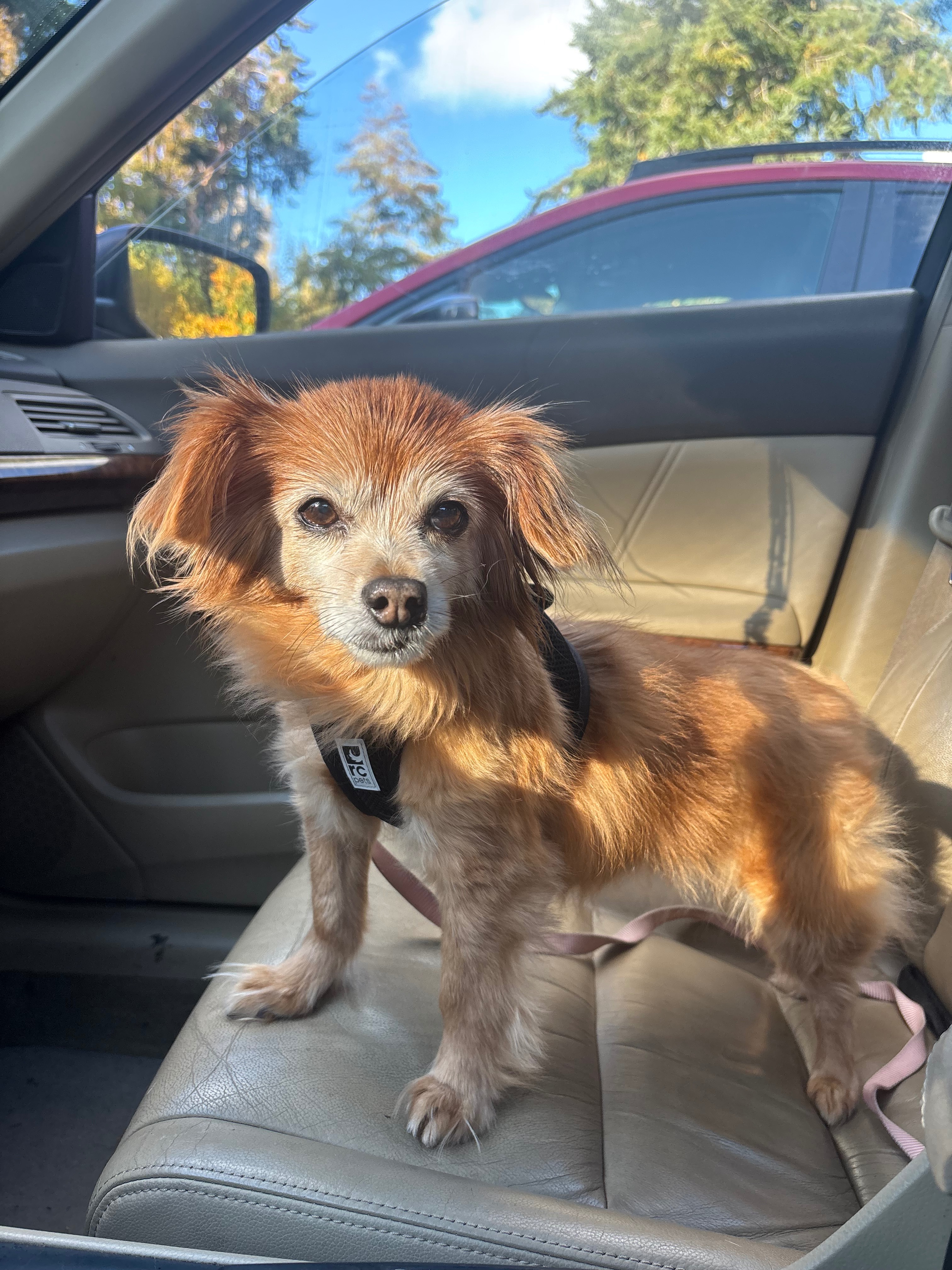 Save Lola: Urgent Surgery Needed campaign photo, 4 of 8