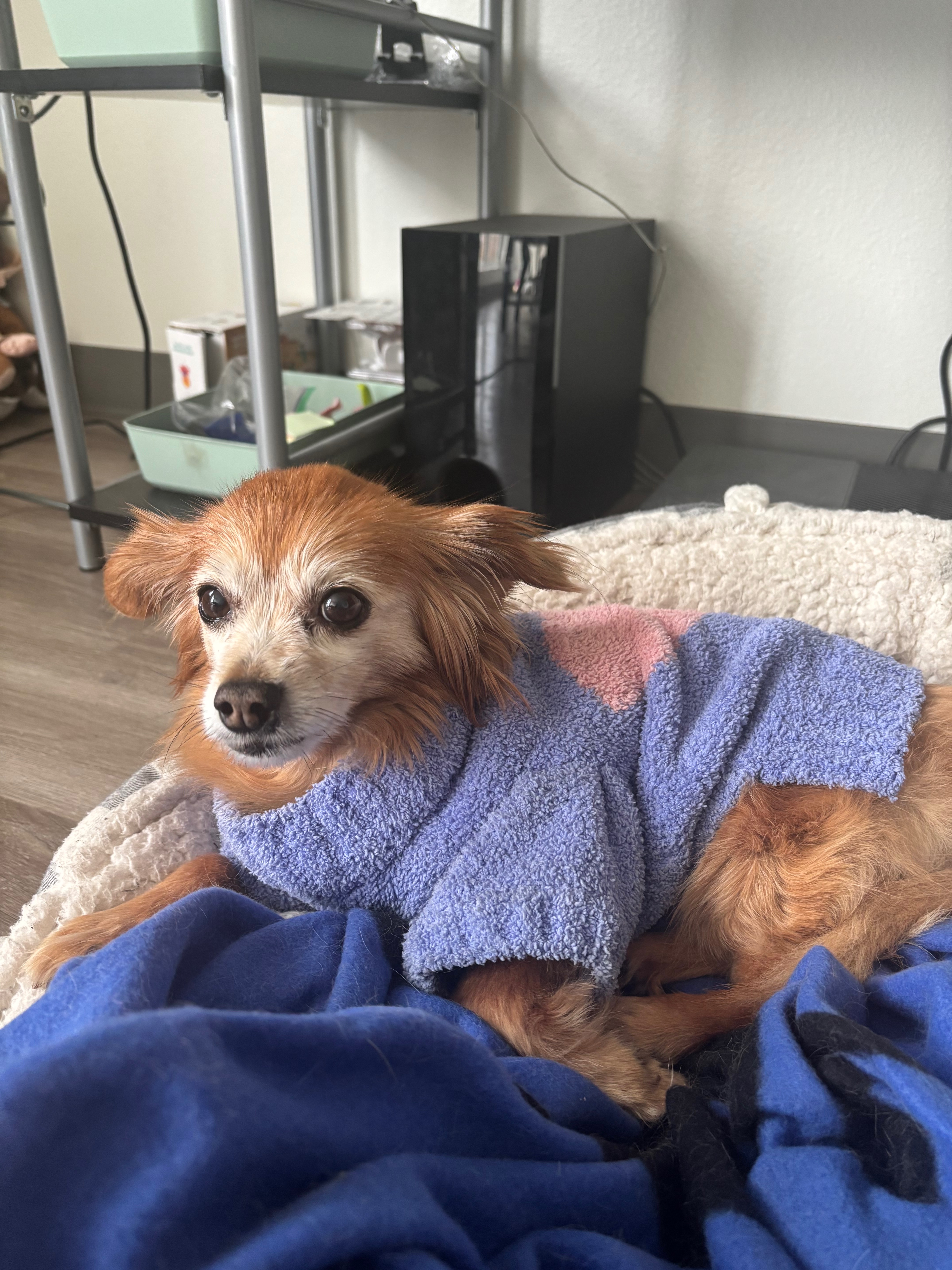 Save Lola: Urgent Surgery Needed campaign photo, 5 of 8