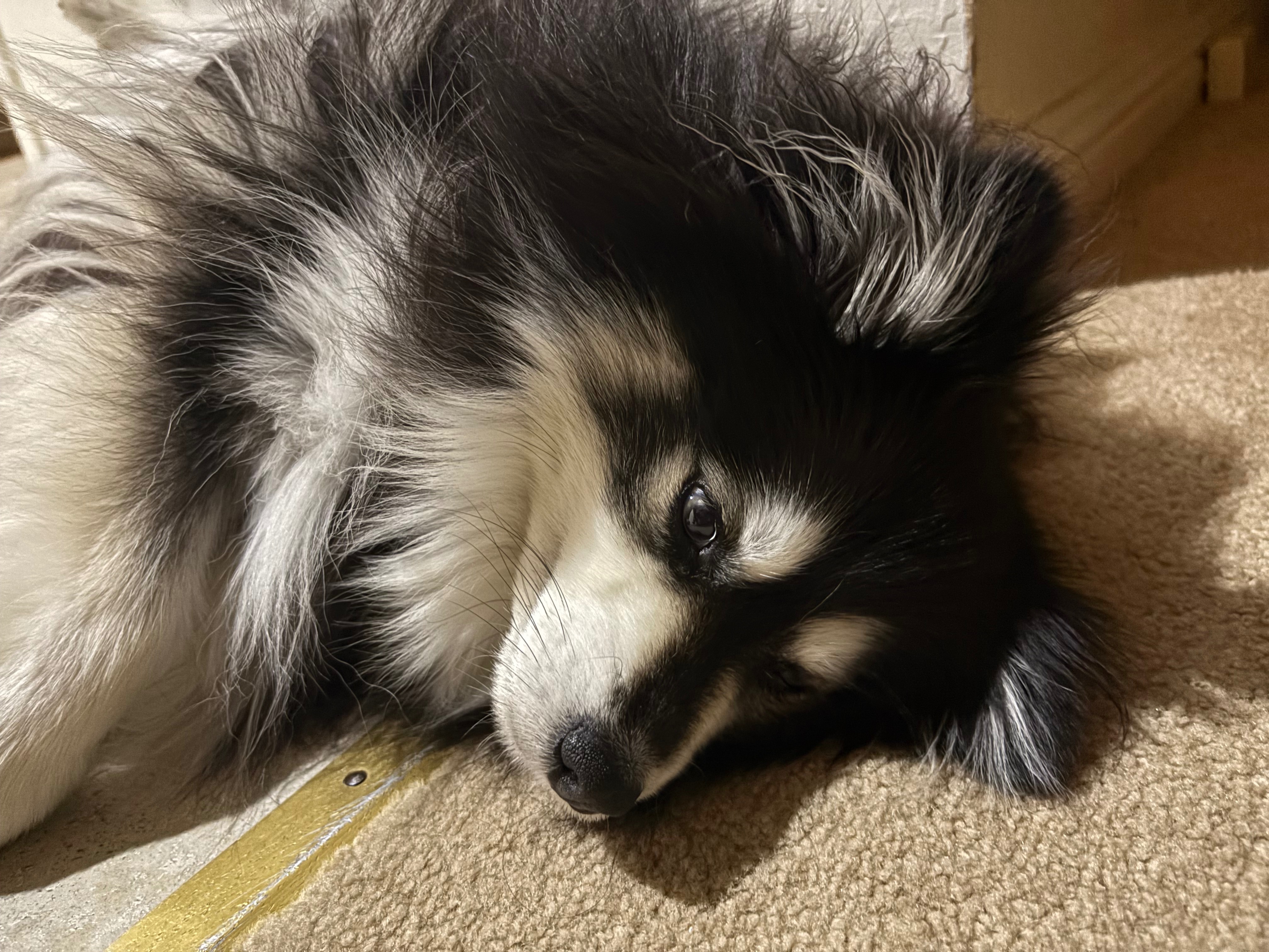 Help Nova Walk Again: Support Her Surgery campaign photo, 7 of 8