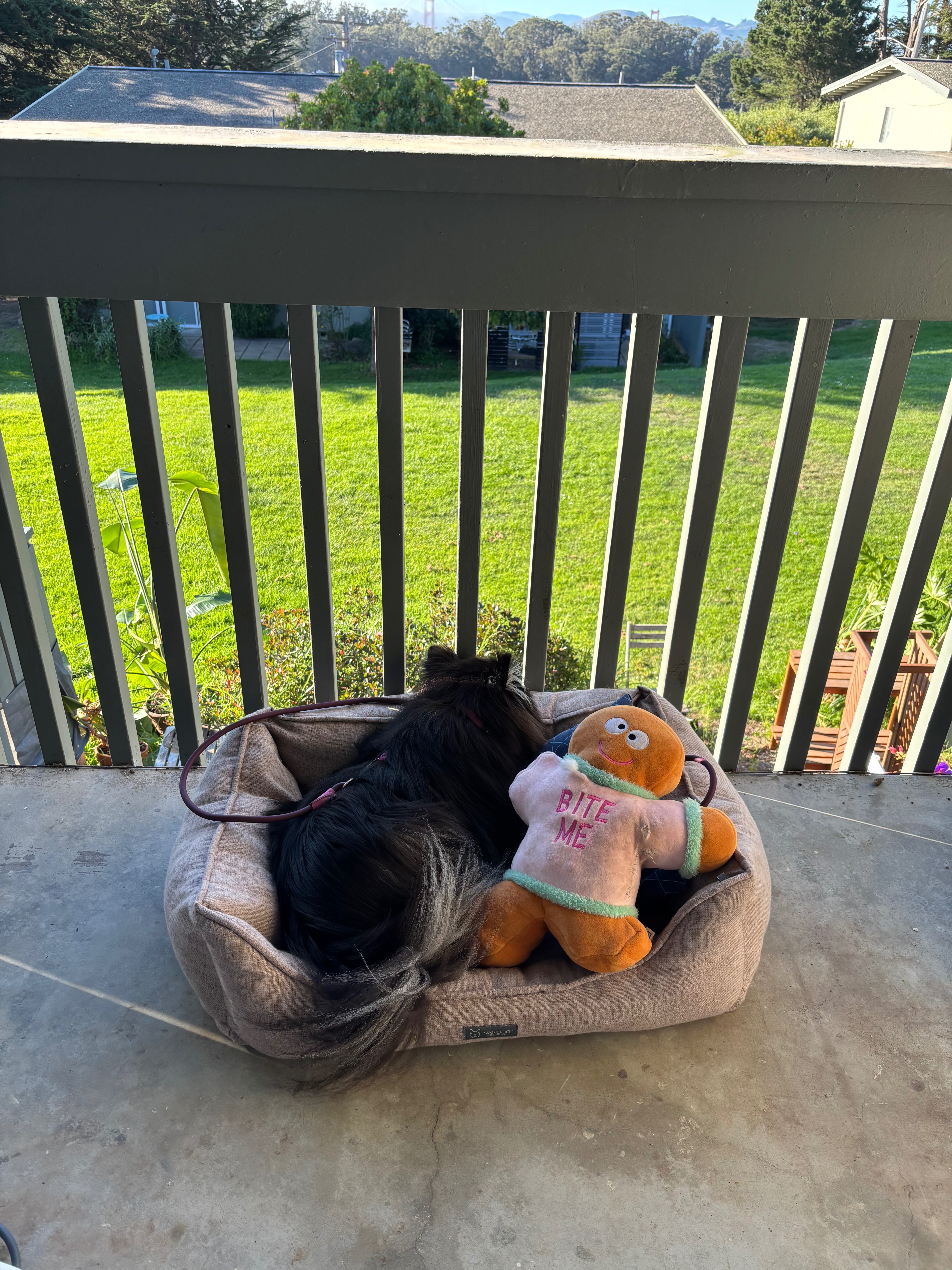 Help Nova Walk Again: Support Her Surgery campaign photo, 2 of 8