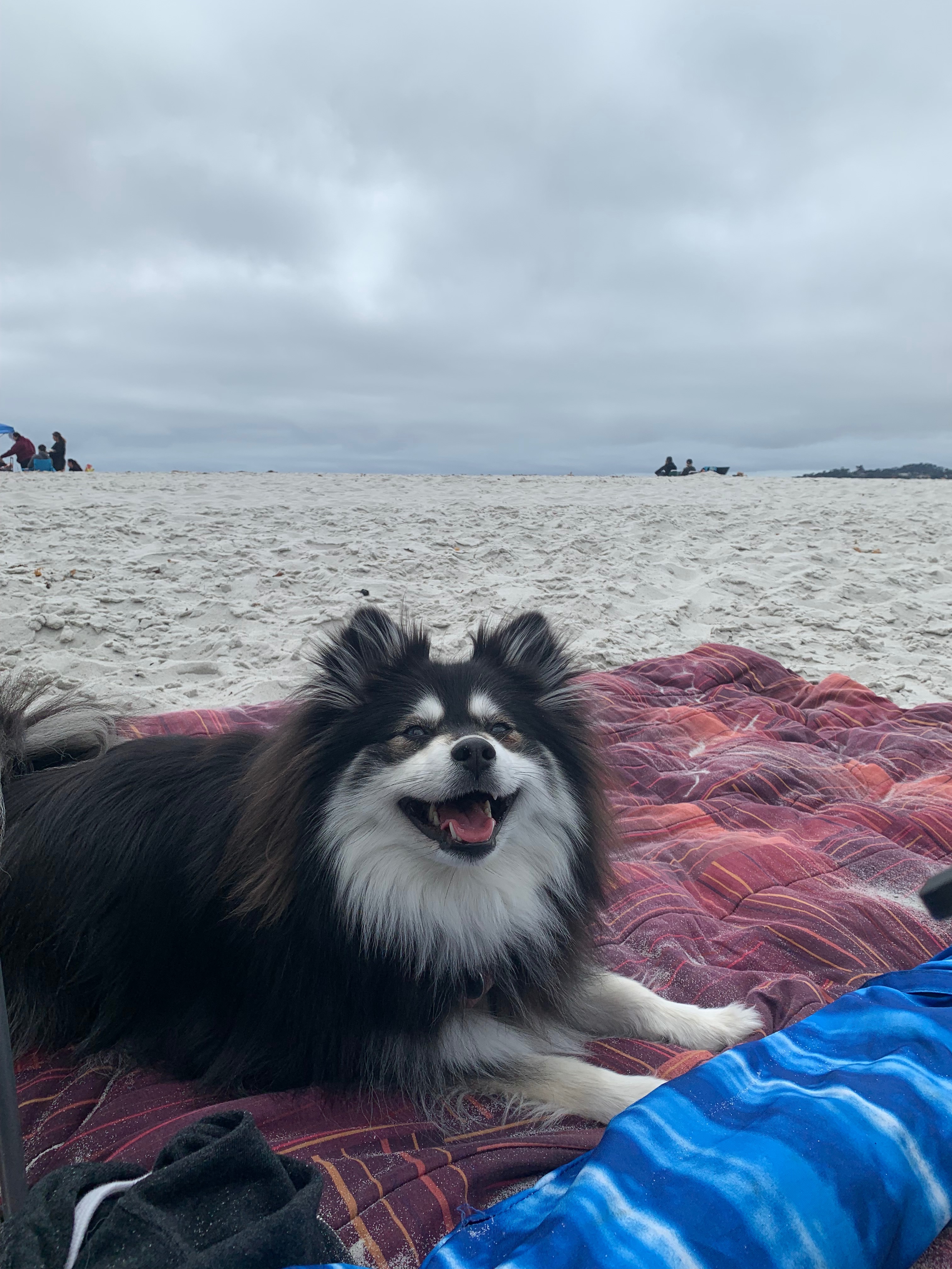 Help Nova Walk Again: Support Her Surgery campaign photo, 4 of 8