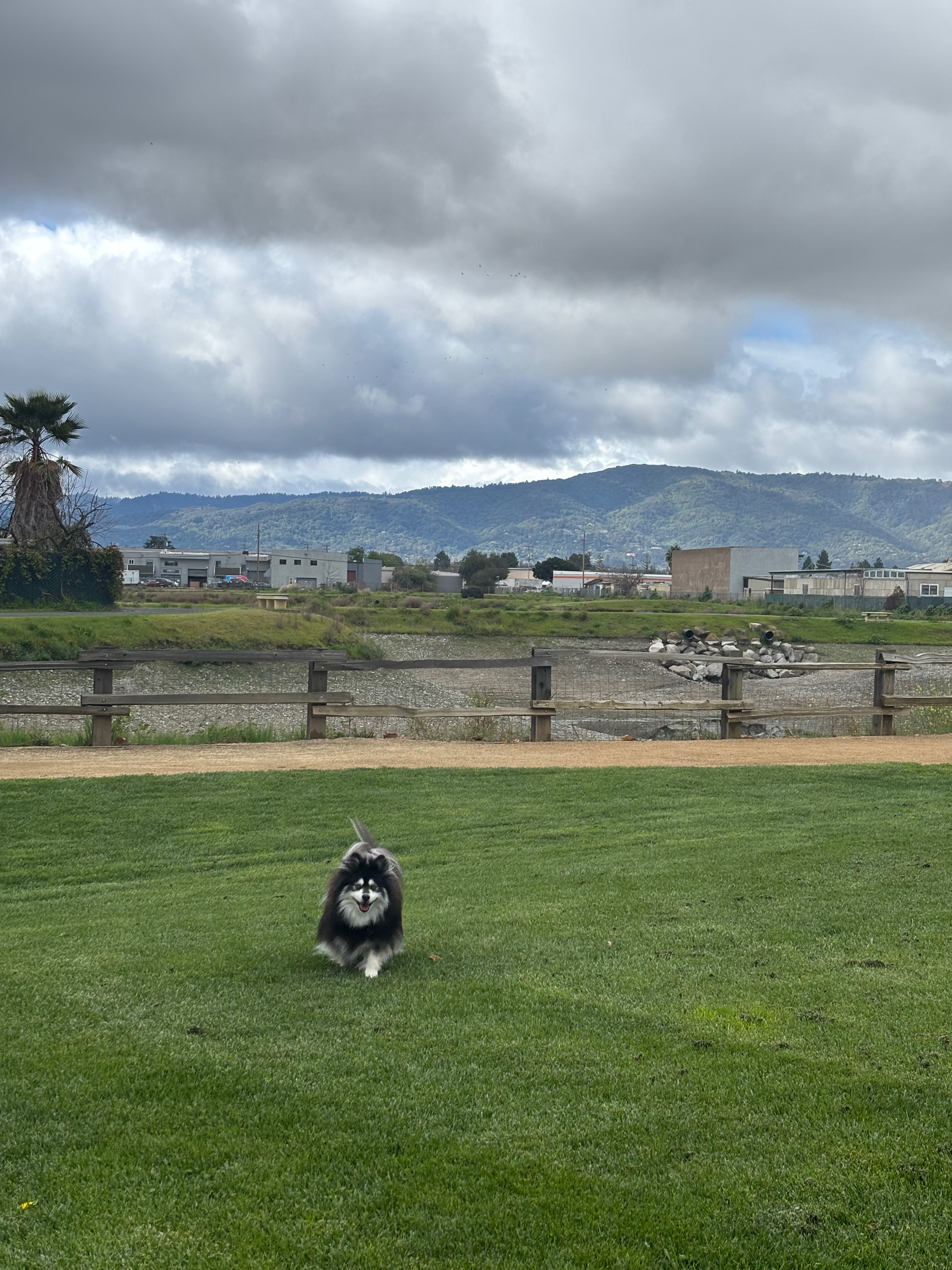 Help Nova Walk Again: Support Her Surgery campaign photo, 5 of 8