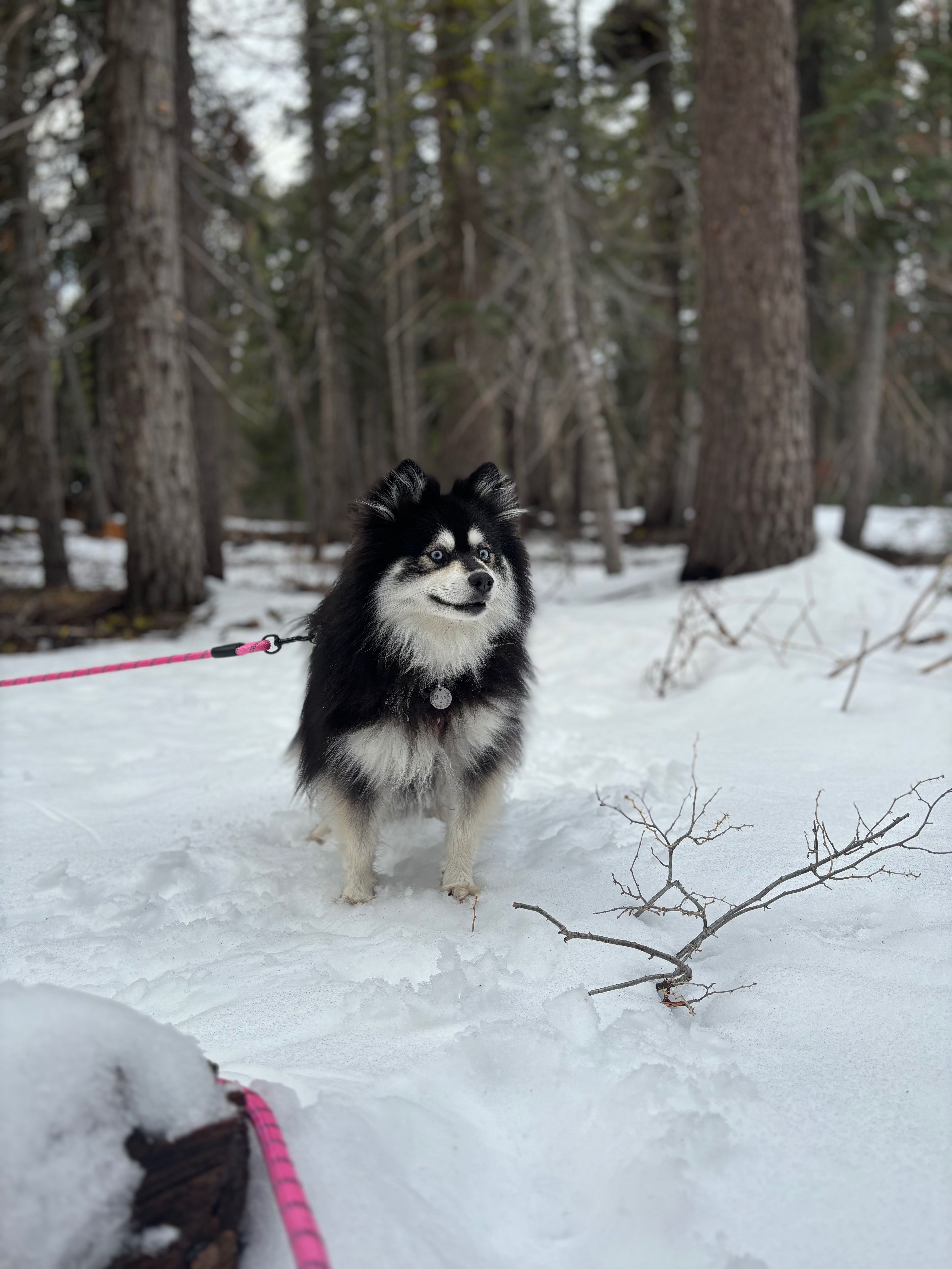 Help Nova Walk Again: Support Her Surgery campaign photo, 6 of 8