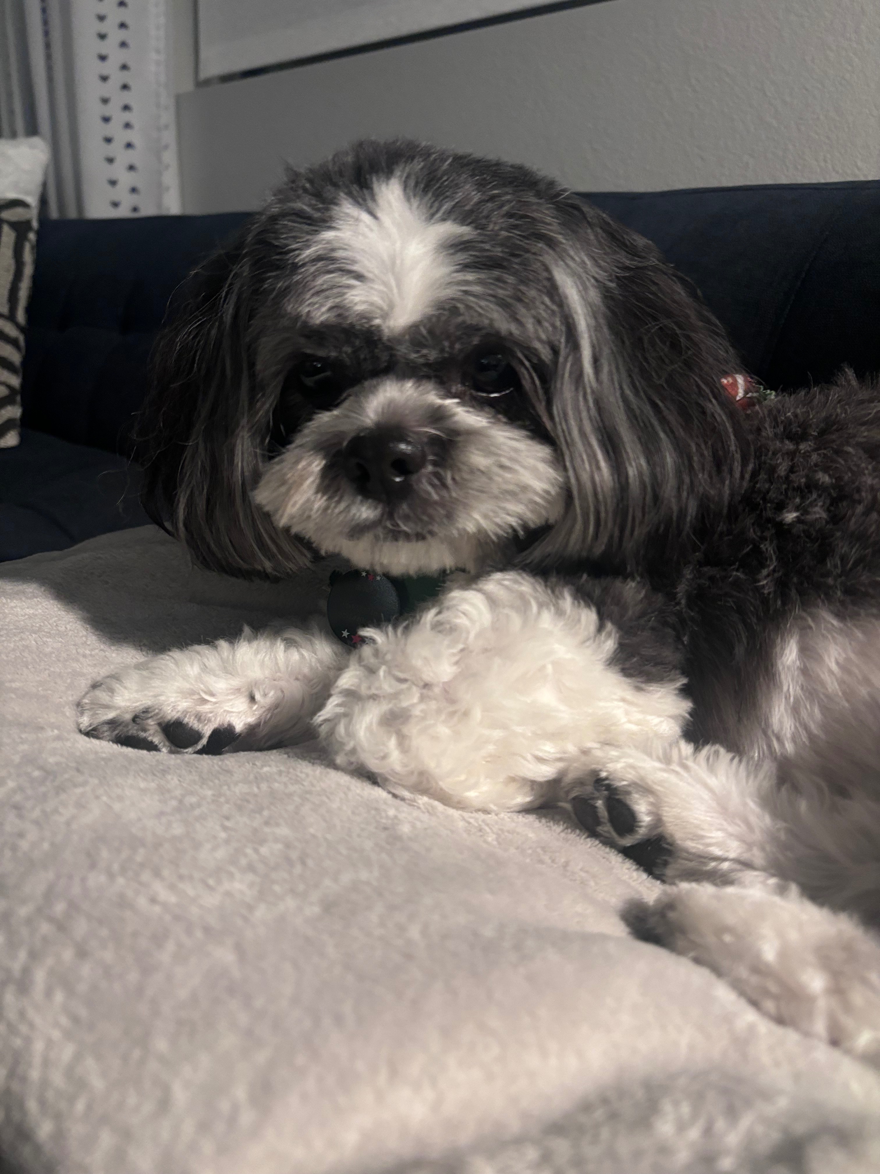 help pay for benny’s spinal surgery campaign photo, 4 of 6