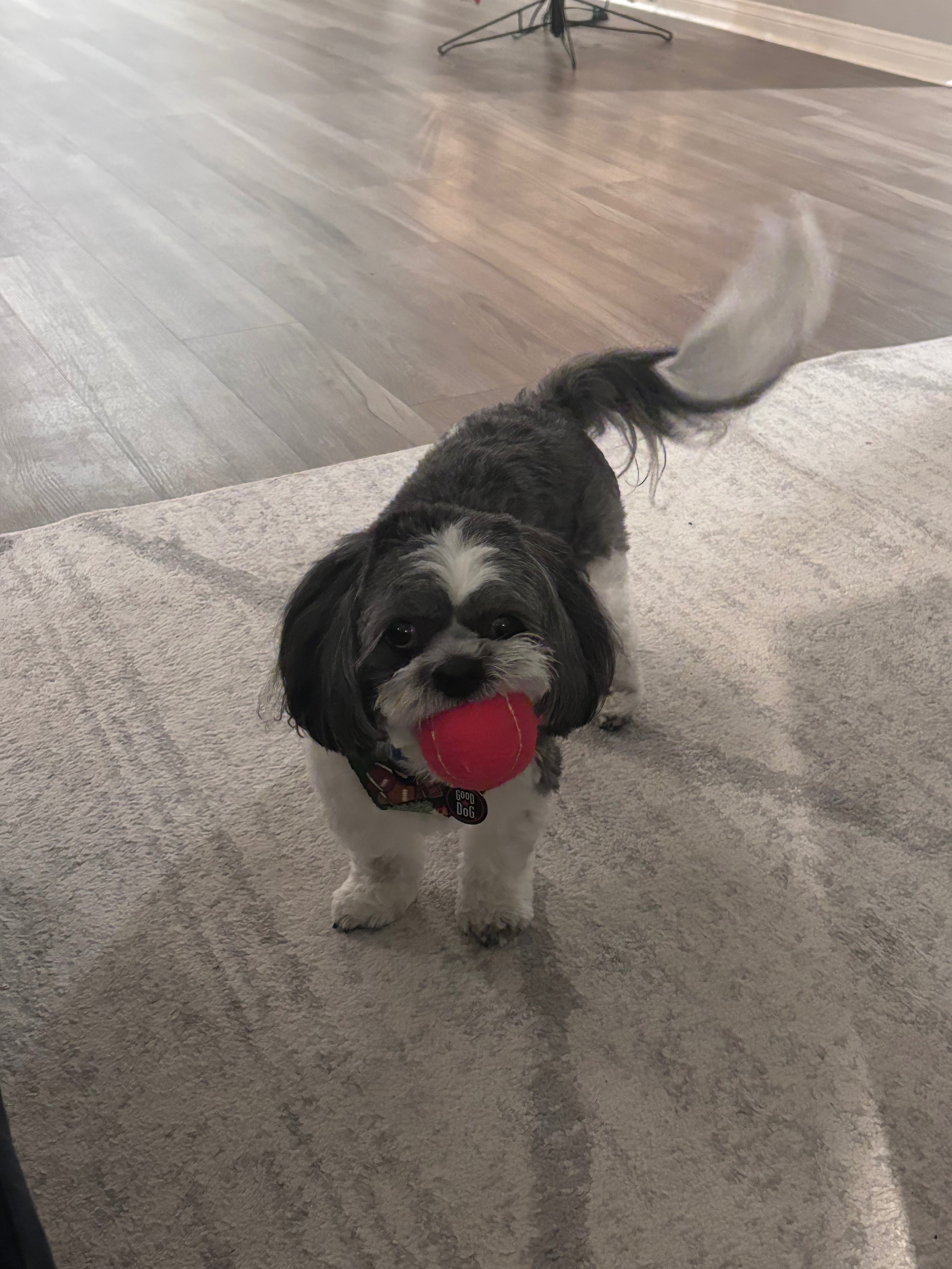 help pay for benny’s spinal surgery campaign photo, 5 of 6