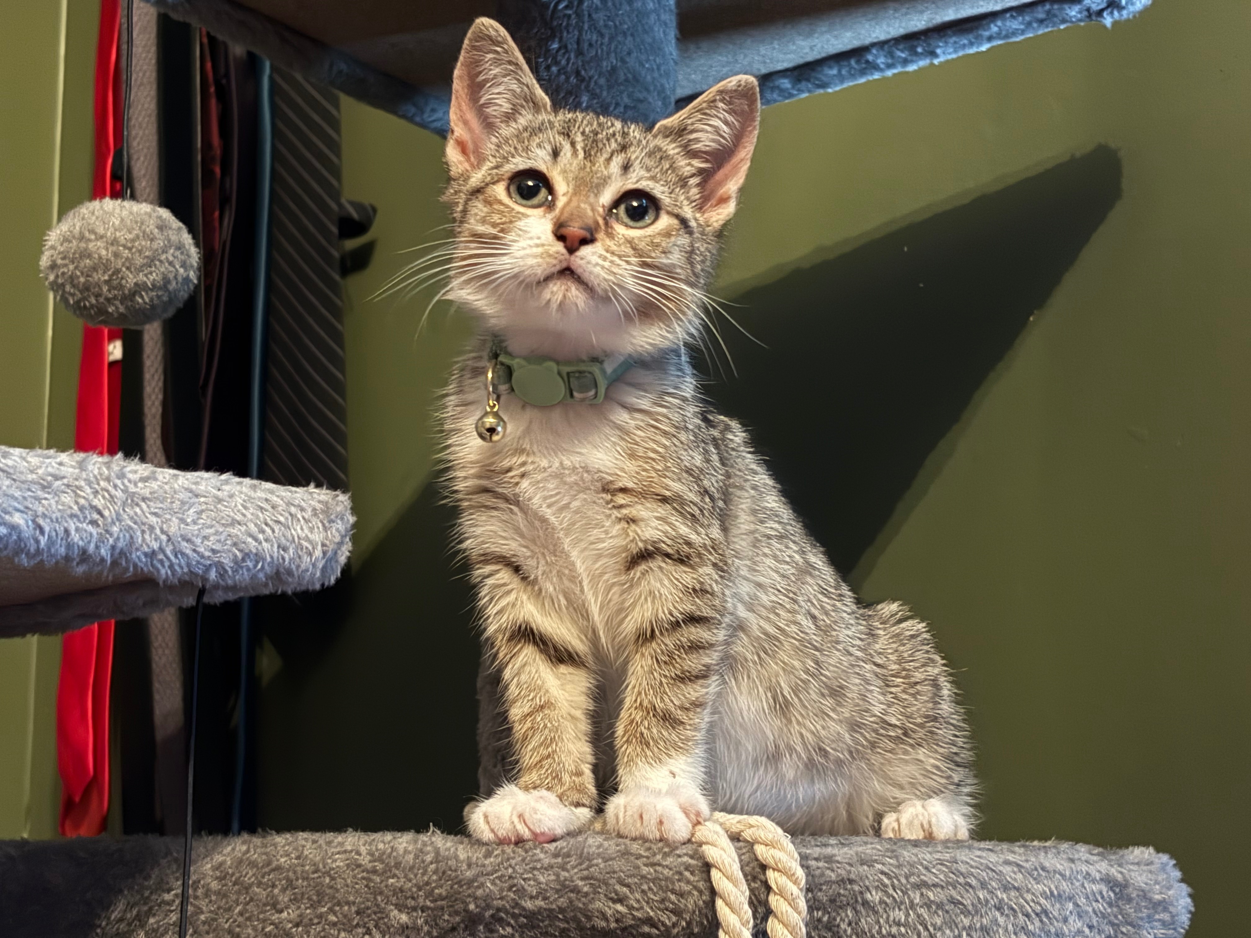 With your help, you can save our kitty; Aqua campaign photo, 6 of 7