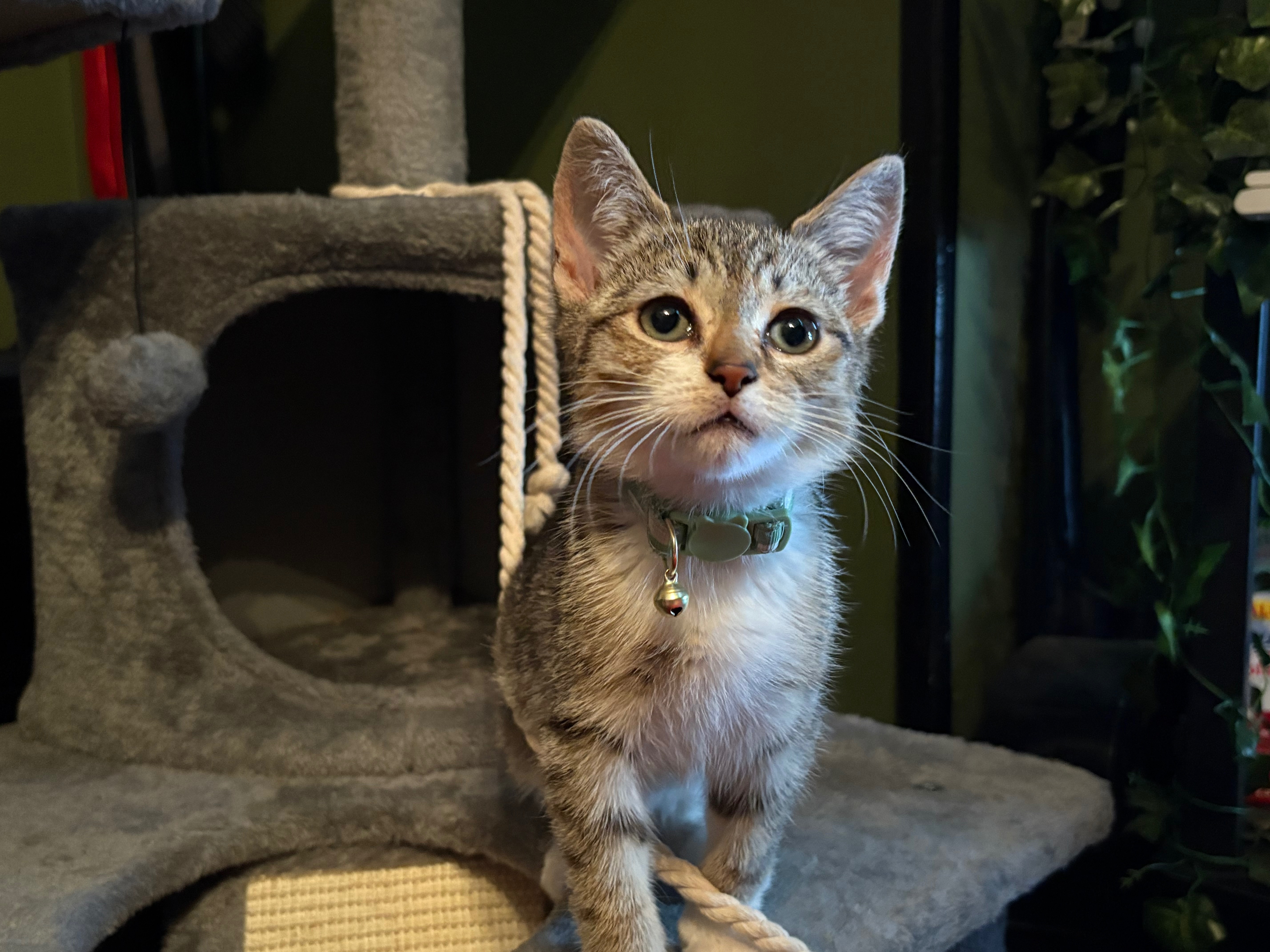 With your help, you can save our kitty; Aqua campaign photo, 2 of 7