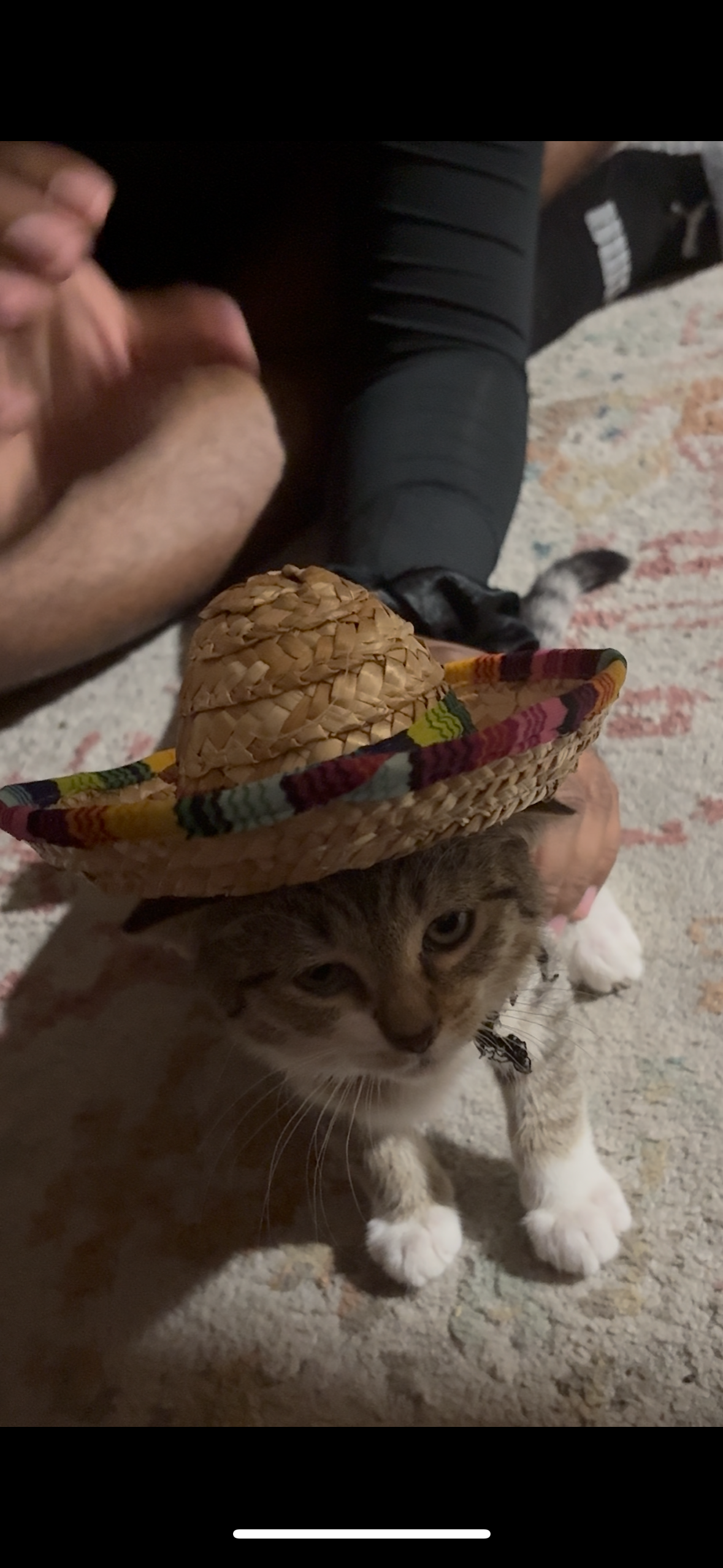 With your help, you can save our kitty; Aqua campaign photo, 4 of 7