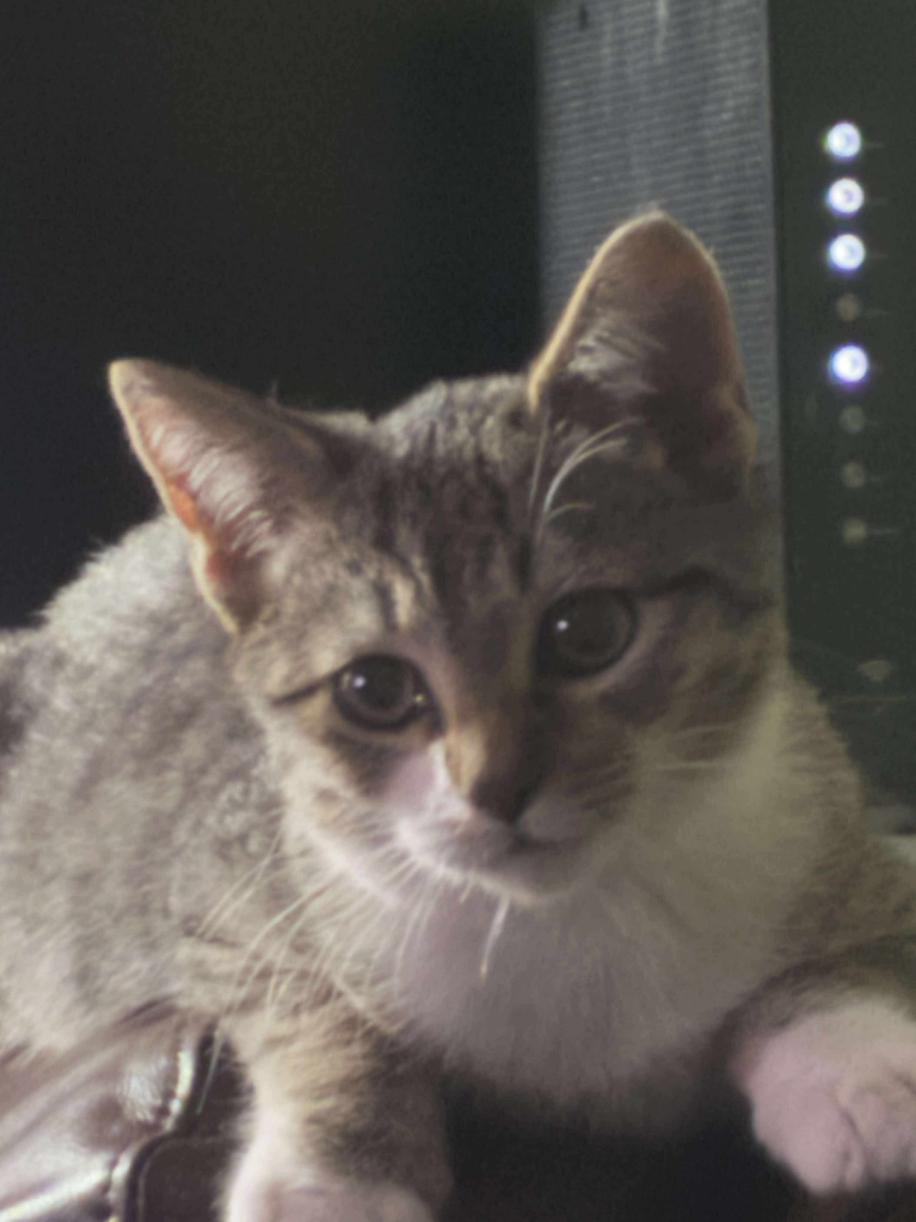 With your help, you can save our kitty; Aqua campaign photo, 5 of 7