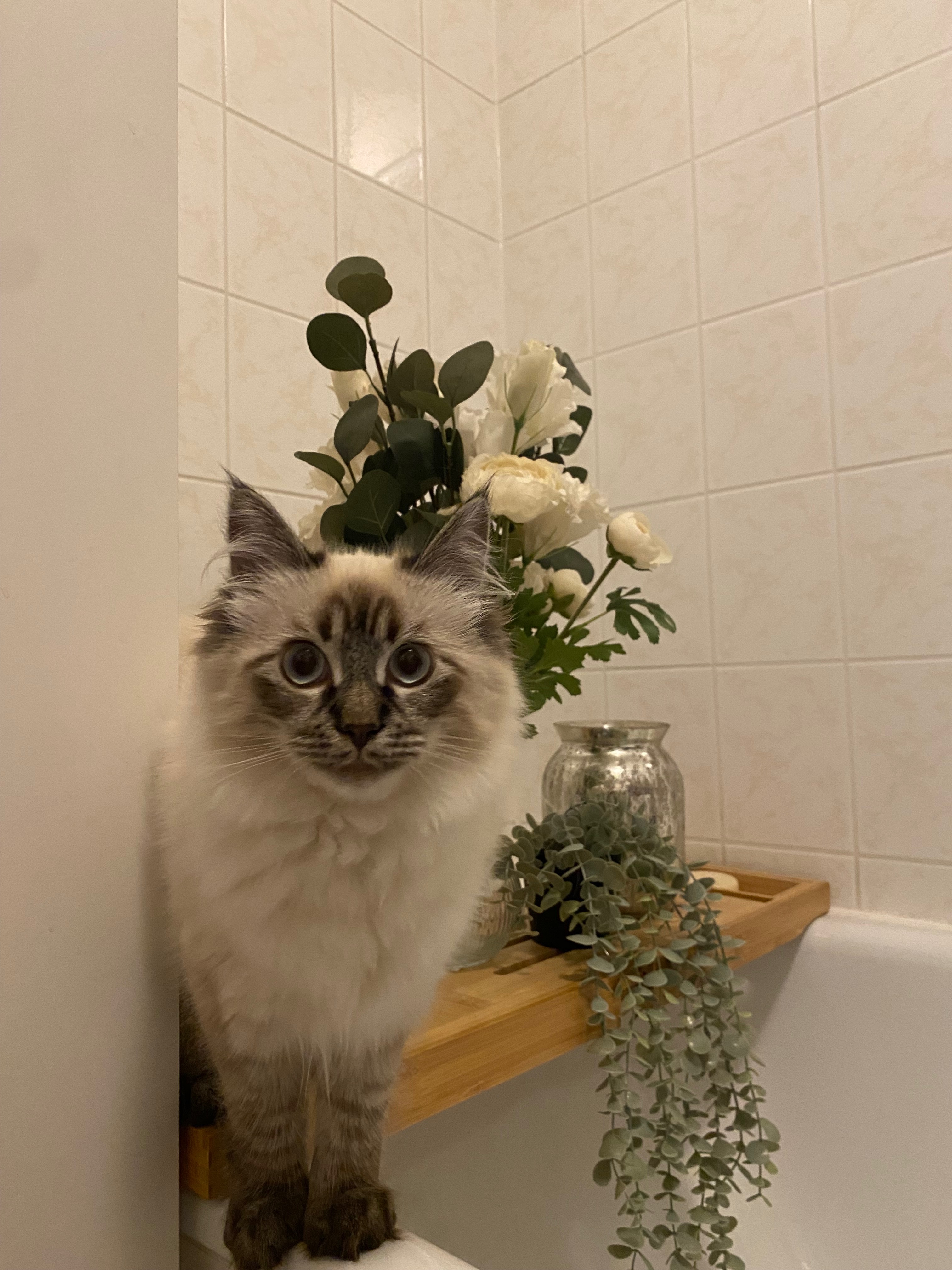 Update: Loki wieder als Notfall in der Klinik. campaign photo, 5 of 6