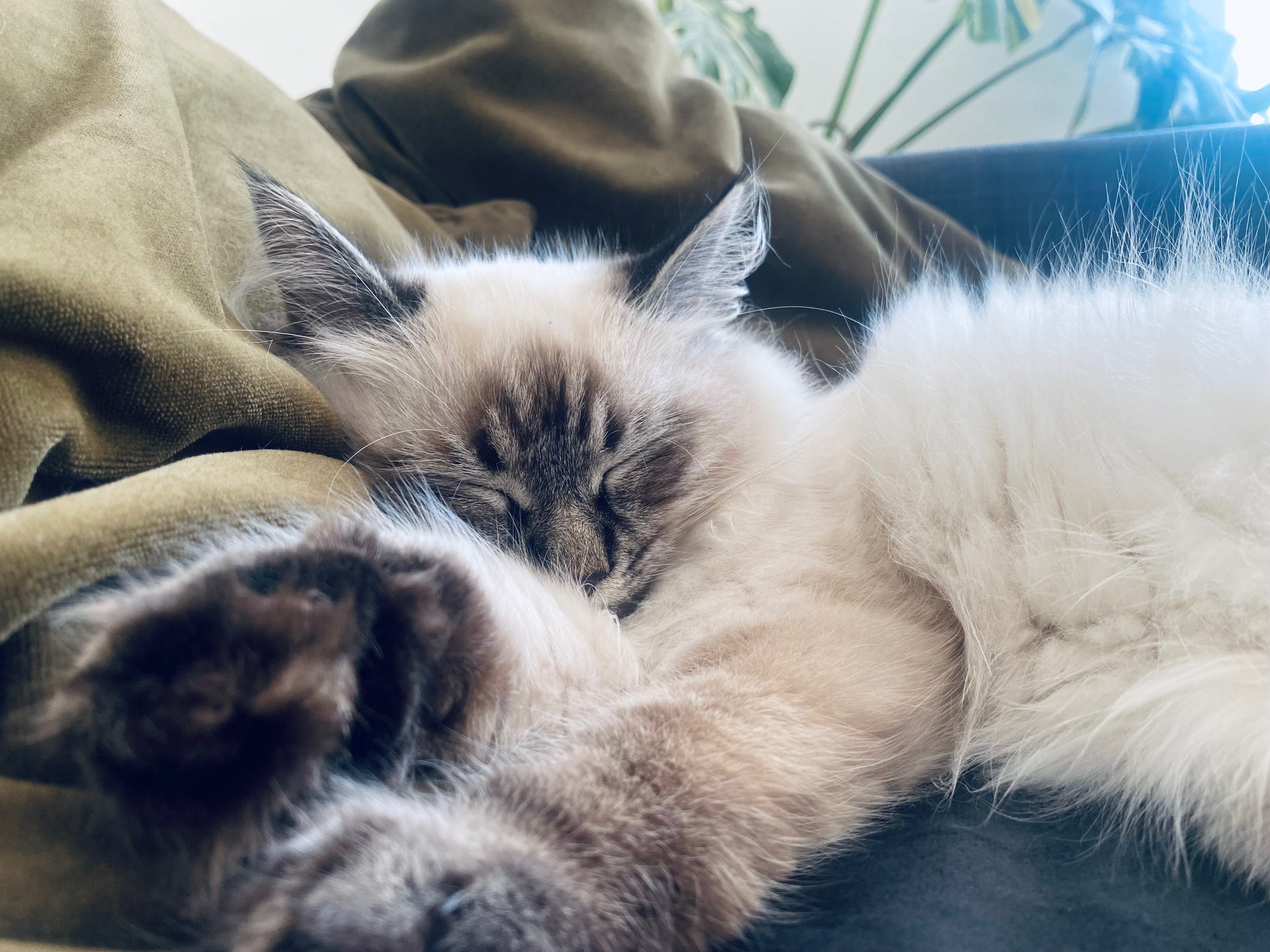 Update: Loki wieder als Notfall in der Klinik. campaign photo, 2 of 6