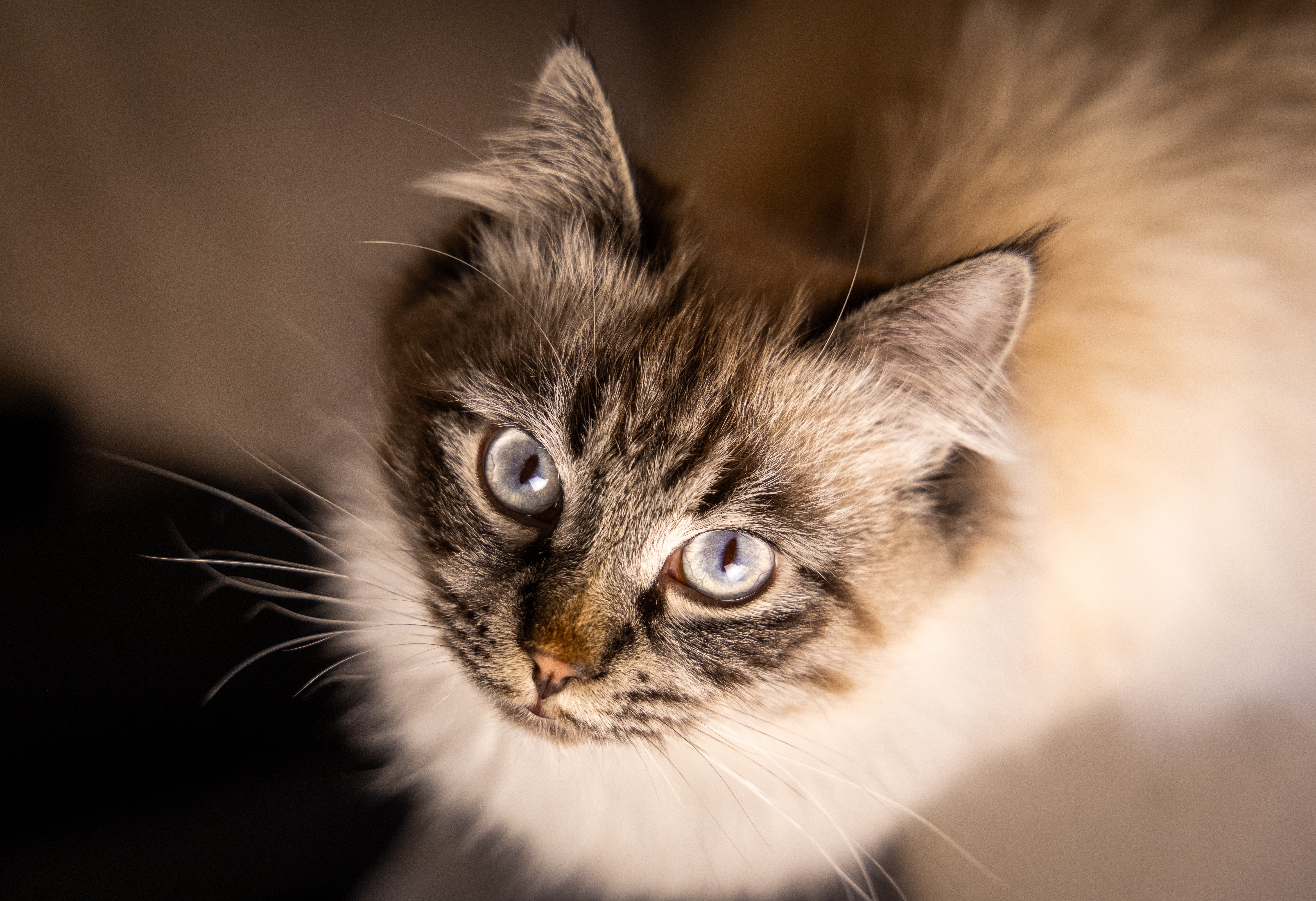 Update: Loki wieder als Notfall in der Klinik. campaign photo, 4 of 6