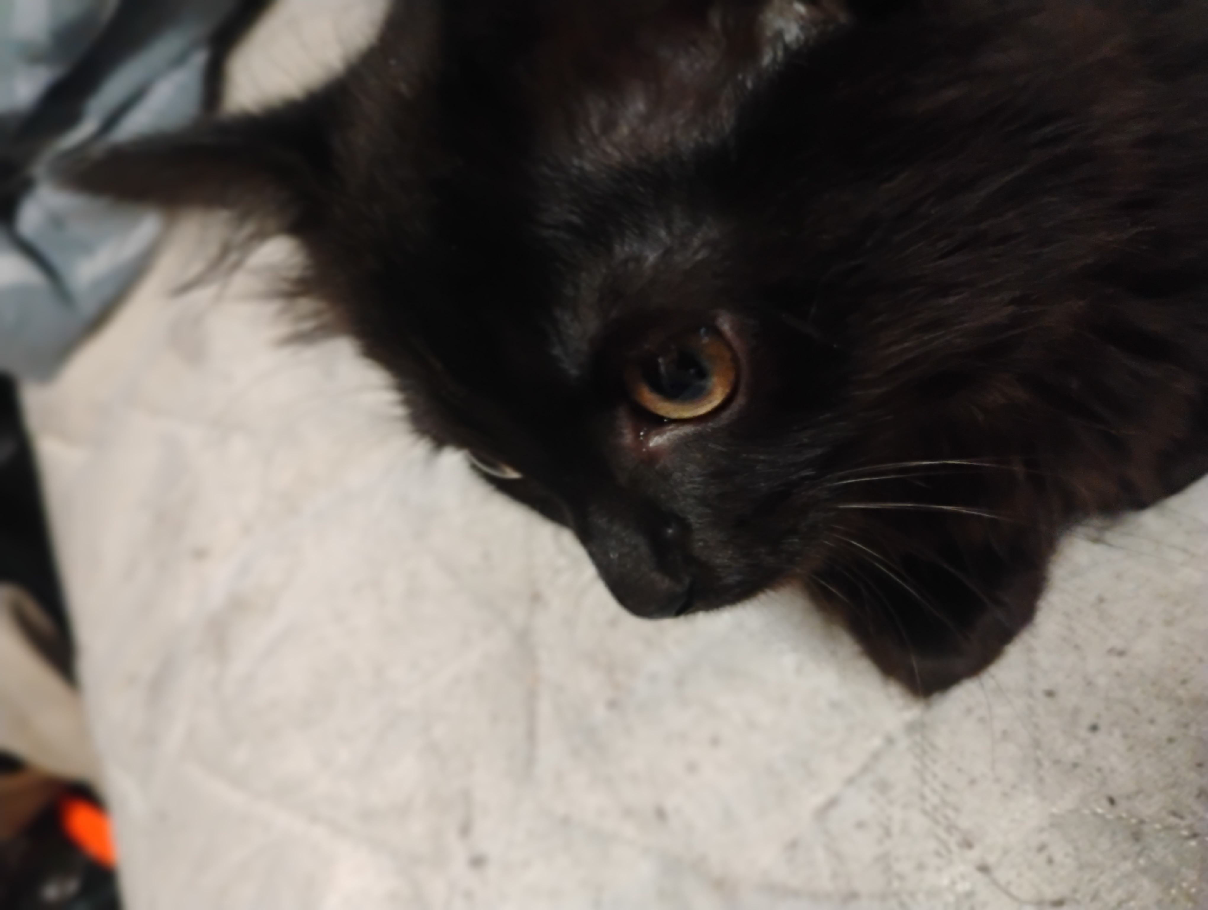 Aid Needed Due to Loss of House and Pets By Fire campaign photo, 2 of 8