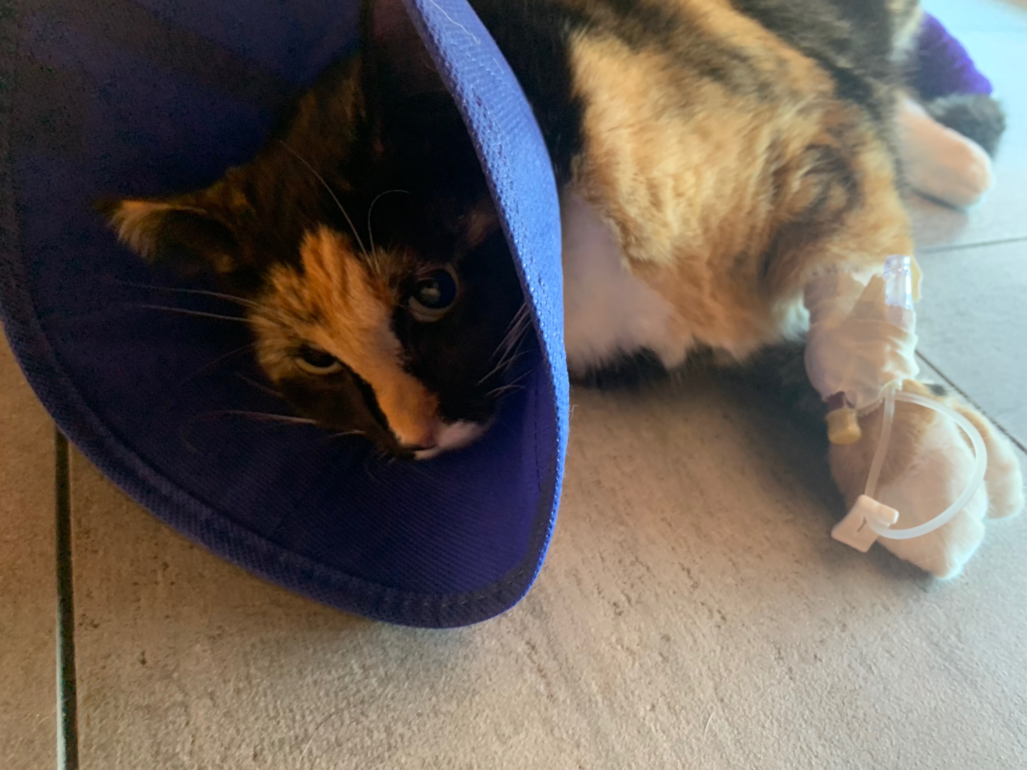 User-uploaded image 1