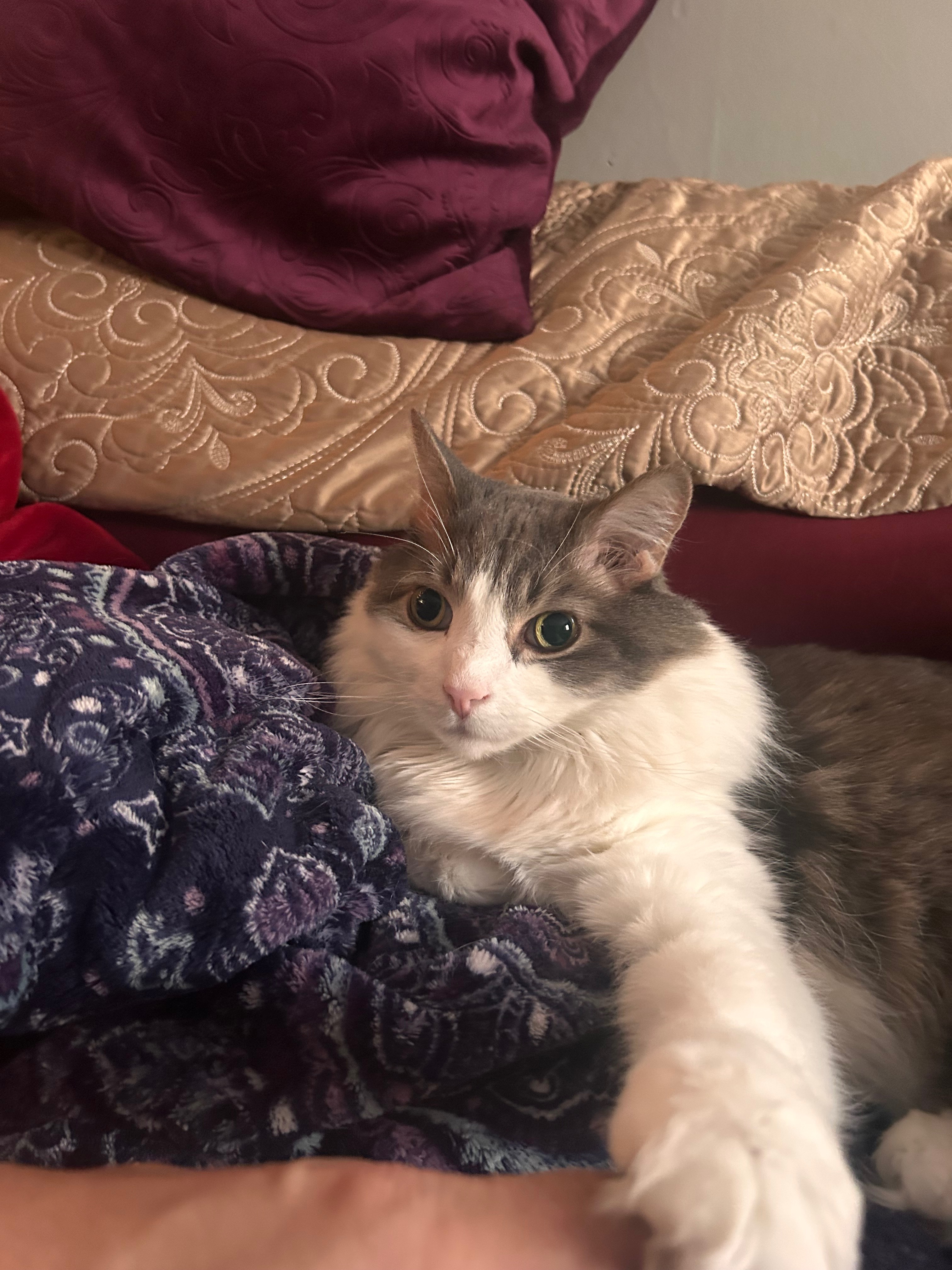 Help Maxwell Recover from Emergency Surgery campaign photo, 4 of 8