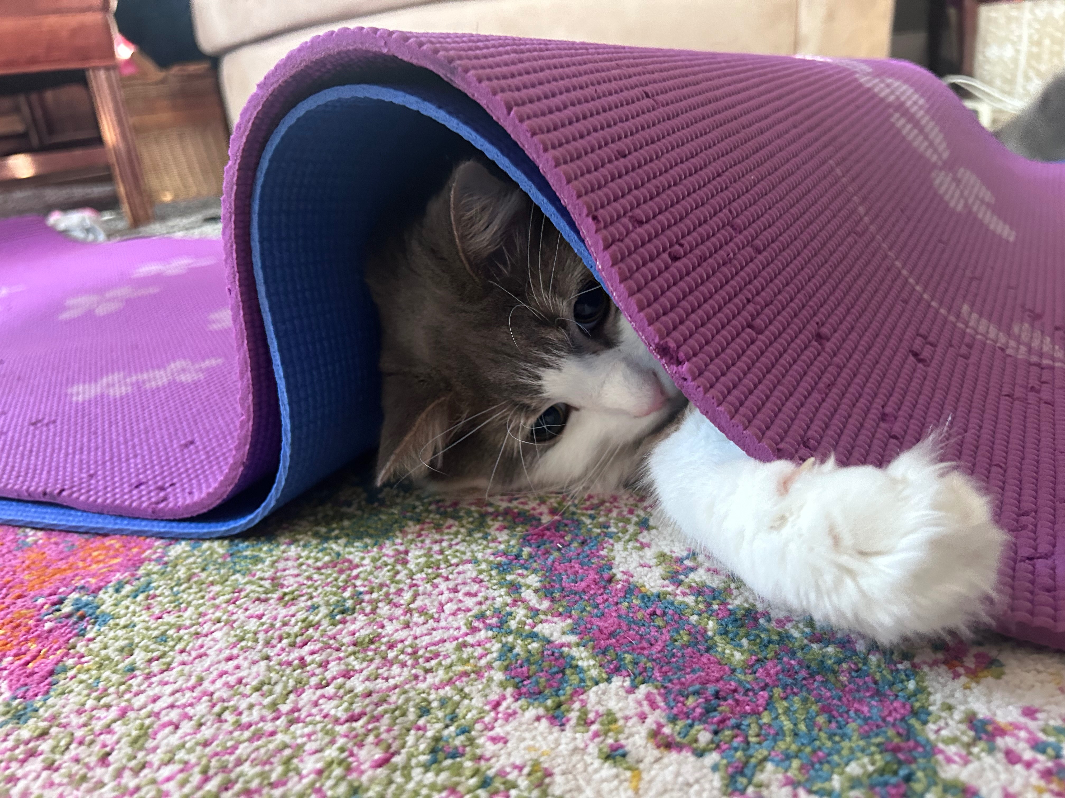 Help Maxwell Recover from Emergency Surgery campaign photo, 5 of 8