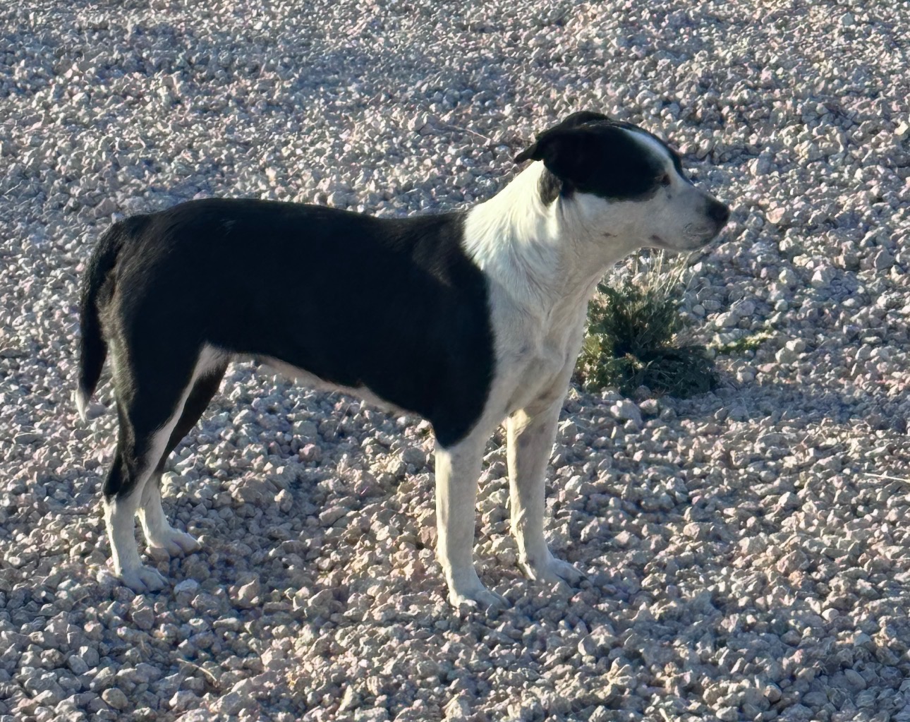 Support Ruffneck Rescue: Save Stray Dogs campaign photo, 7 of 8