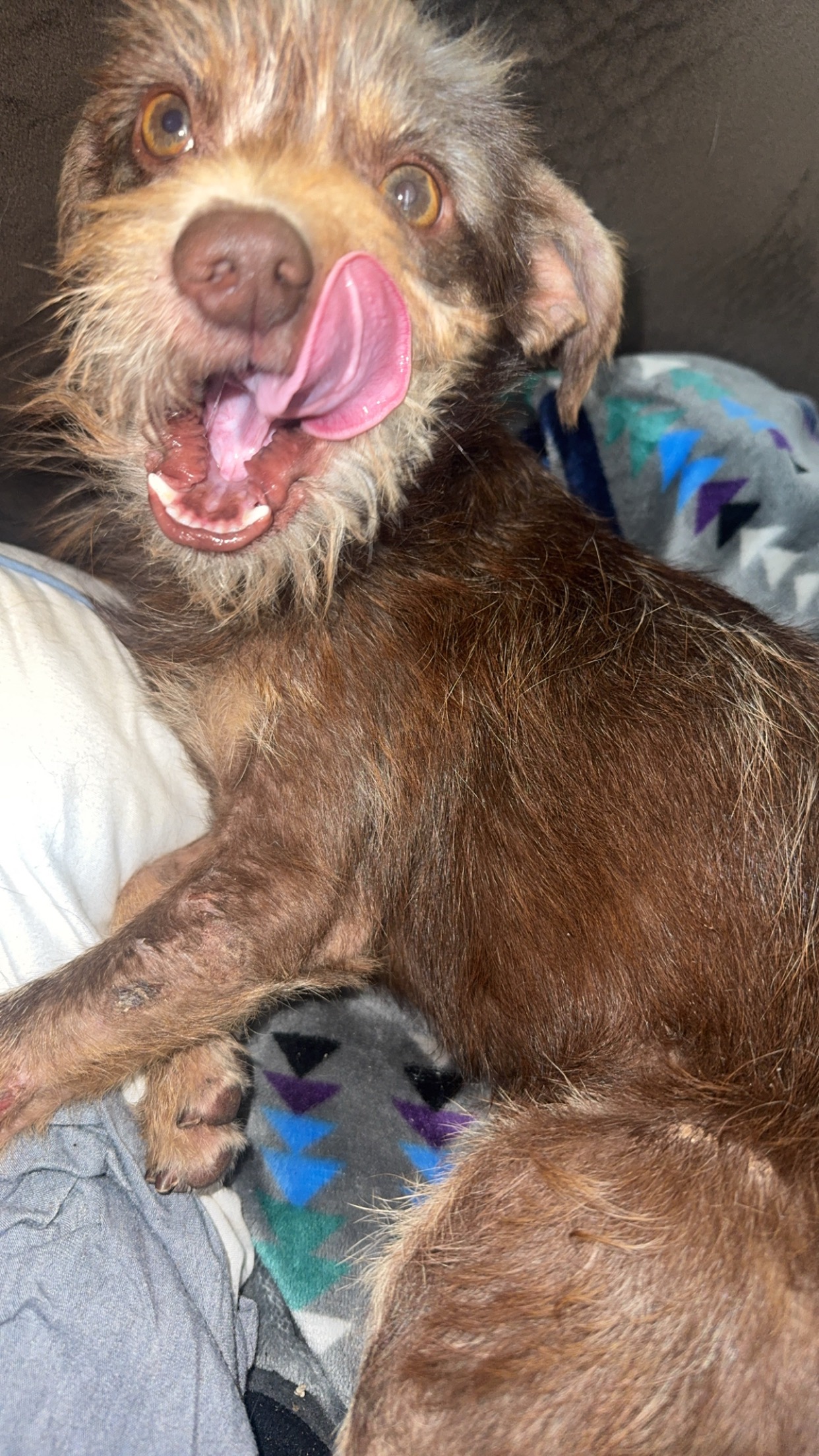 Support Ruffneck Rescue: Save Stray Dogs campaign photo, 2 of 8