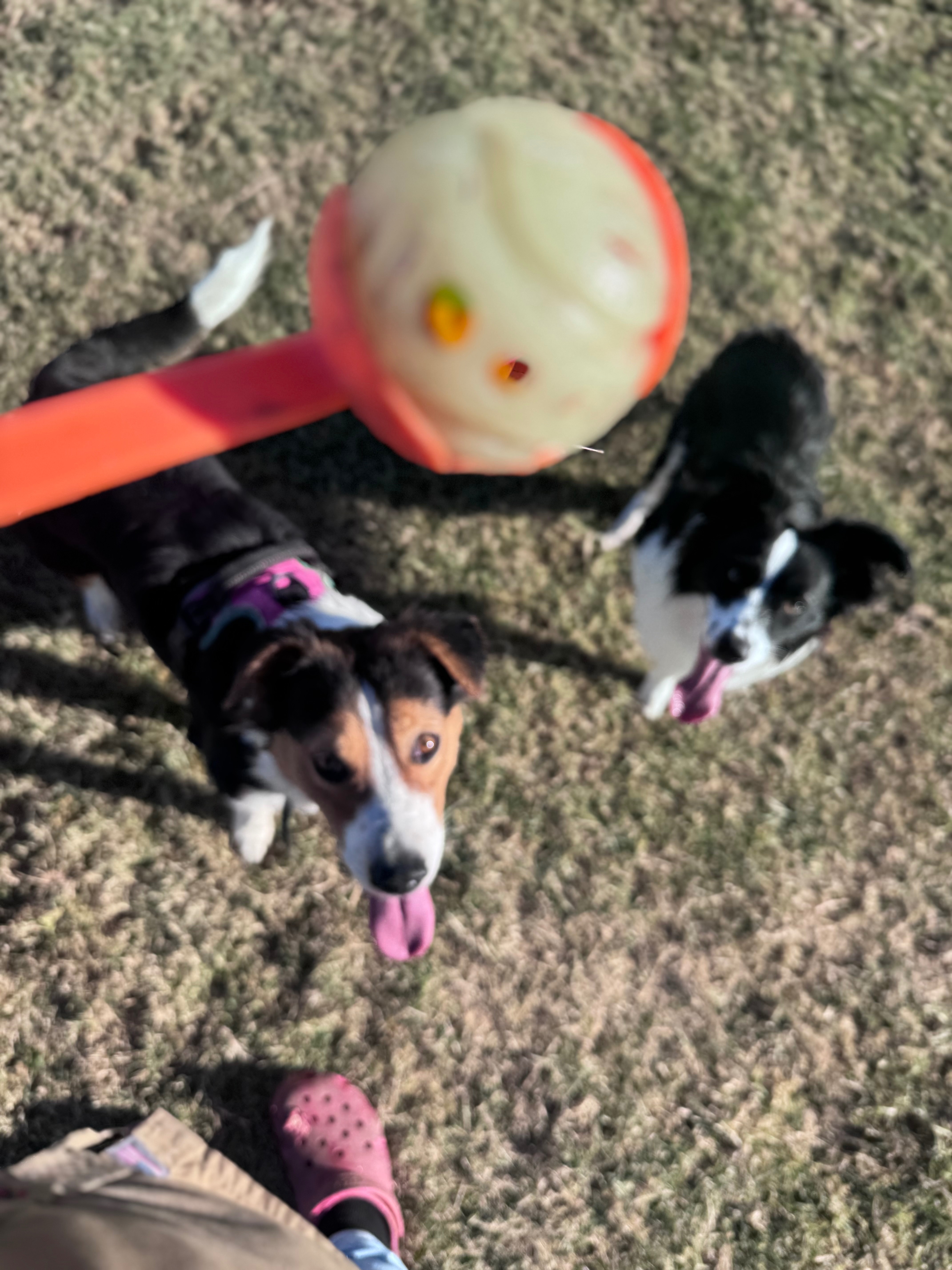 Support Ruffneck Rescue: Save Stray Dogs campaign photo, 5 of 8